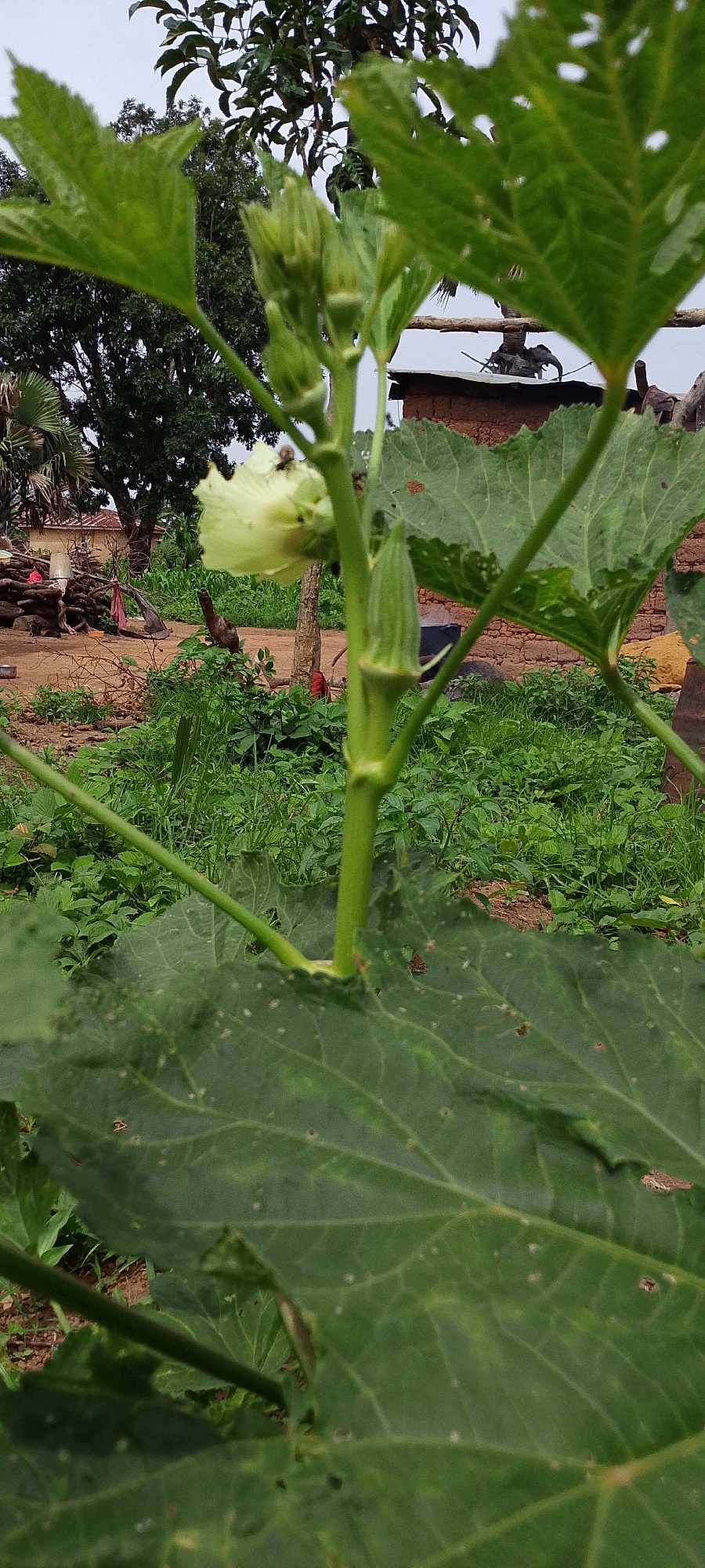An okra plant is shown in close-up, with a pale yellow flower blooming and several green buds developing. The plant's thick green stem is prominent, and large, veined green leaves fill much of the frame. In the background, there is dense green vegetation, including grass and other plants, as well as a traditional mud-brick building with a corrugated metal roof. Scattered piles of wood and other debris are visible in the yard. The sky is overcast. The image appears to have been taken in Kamantan, Nigeria, likely in a rural or semi-rural setting.