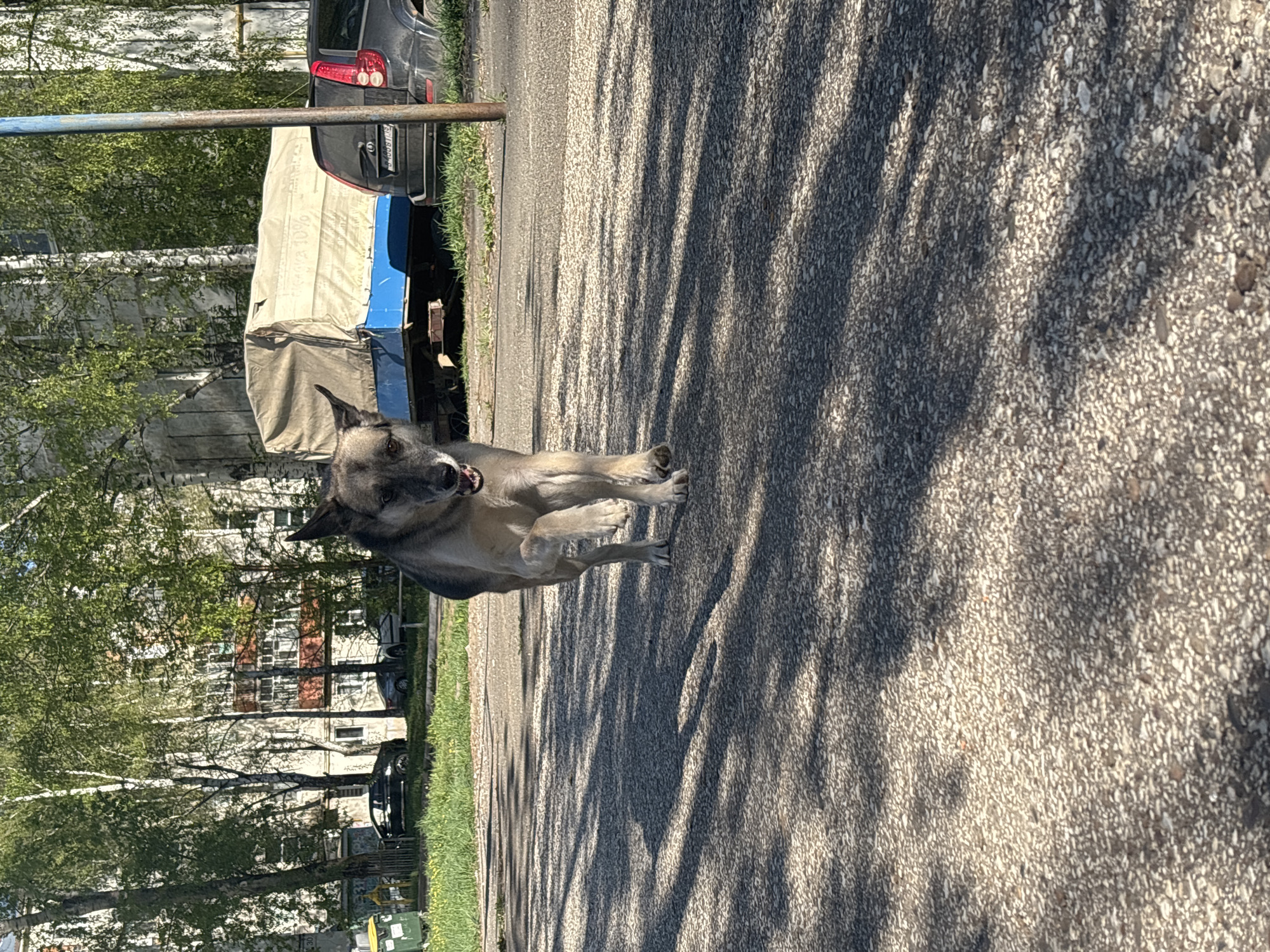 A medium-sized dog, possibly a German Shepherd mix, stands on an asphalt street next to a curb. The dog has a gray and tan coat with erect ears and is looking directly at the camera with its mouth slightly open. Long shadows cast by trees are visible on the asphalt. Behind the dog, a covered truck bed is partially visible, along with a black car parked nearby. In the background are several apartment buildings with a mix of light and dark facade colors, trees, and other parked vehicles. Based on the architectural style and available information, the location is likely within a residential area of Izhevsk, Russia.