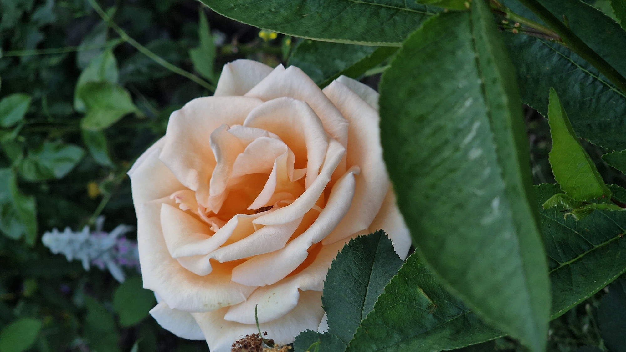 The image shows a close-up of a light peach-colored rose in full bloom, with its petals unfurling in a spiral. The rose is partially obscured by dark green leaves in the foreground and background, creating a sense of depth. In the far background, a blurry light blue flower spike is visible, adding a touch of contrast to the scene. The lighting suggests it is daytime, possibly late afternoon, given the soft, diffused light. The overall impression is one of natural beauty and tranquility, a common sight in gardens and floral displays. The location is identified as Natukhaevskaya, Russia.