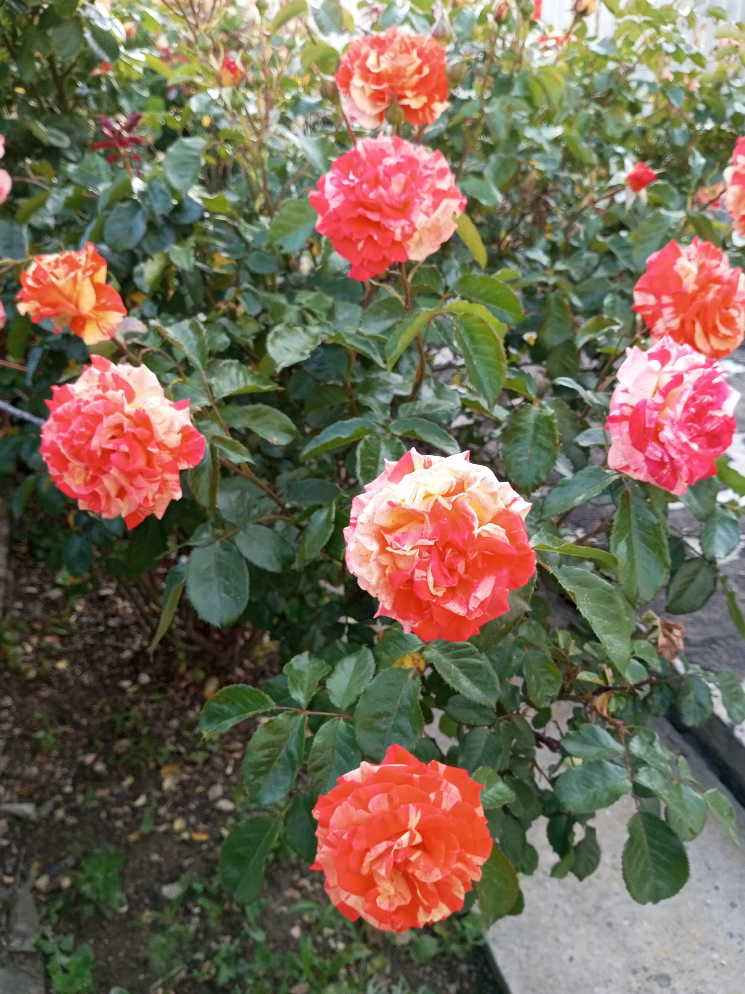 A close-up, eye-level shot captures a dense bush of vibrant, multi-colored roses in full bloom. The roses display a striking pattern of red, pink, and creamy yellow petals, with some flowers showing a more blended hue while others have distinct streaks of color. The foliage is lush and green, with numerous leaves and stems creating a textured background for the blossoms. Some darker, unfurling buds are visible among the open flowers. The ground beneath the bush appears to be a mixture of dark soil and small pebbles, with some sparse green shoots and dry leaves scattered around. A hint of a grey concrete surface, possibly a path or border, is visible to the right. The lighting suggests it is daytime, with no discernable shadows indicating a specific time of day. The image was taken in the Ароматновское сельское поселение, Ukraine. There are no people or animals present.