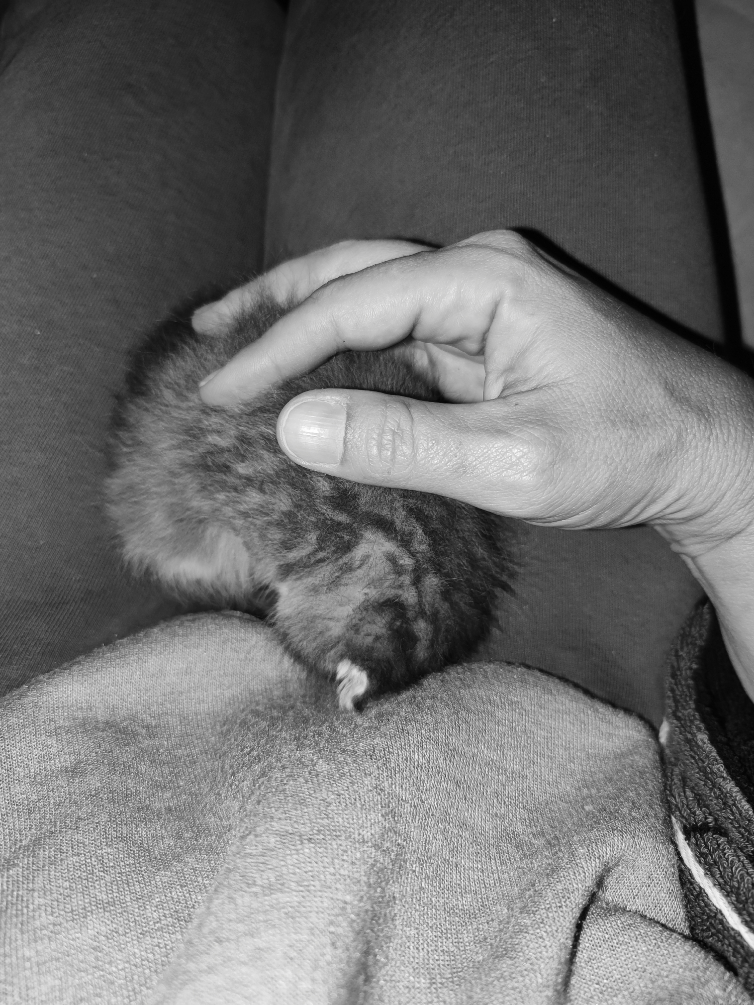 A close-up, black and white photograph captures a person's hand gently resting on a small, furry animal, likely a kitten, which is curled up on their lap. The animal's fur appears mottled or tabby, with a distinctive small white patch visible near its hindquarters. The person's right hand is shown with fingers lightly touching the animal's back, conveying a sense of tenderness and care. The animal seems to be resting peacefully. The background consists of soft fabric, presumably the person's clothing (trousers or sweatpants), and possibly a blanket or additional garment to the right side of the frame. The image emphasizes the intimate interaction and comfort between the person and the small animal. There is no visible text or explicit location cues within the photograph.