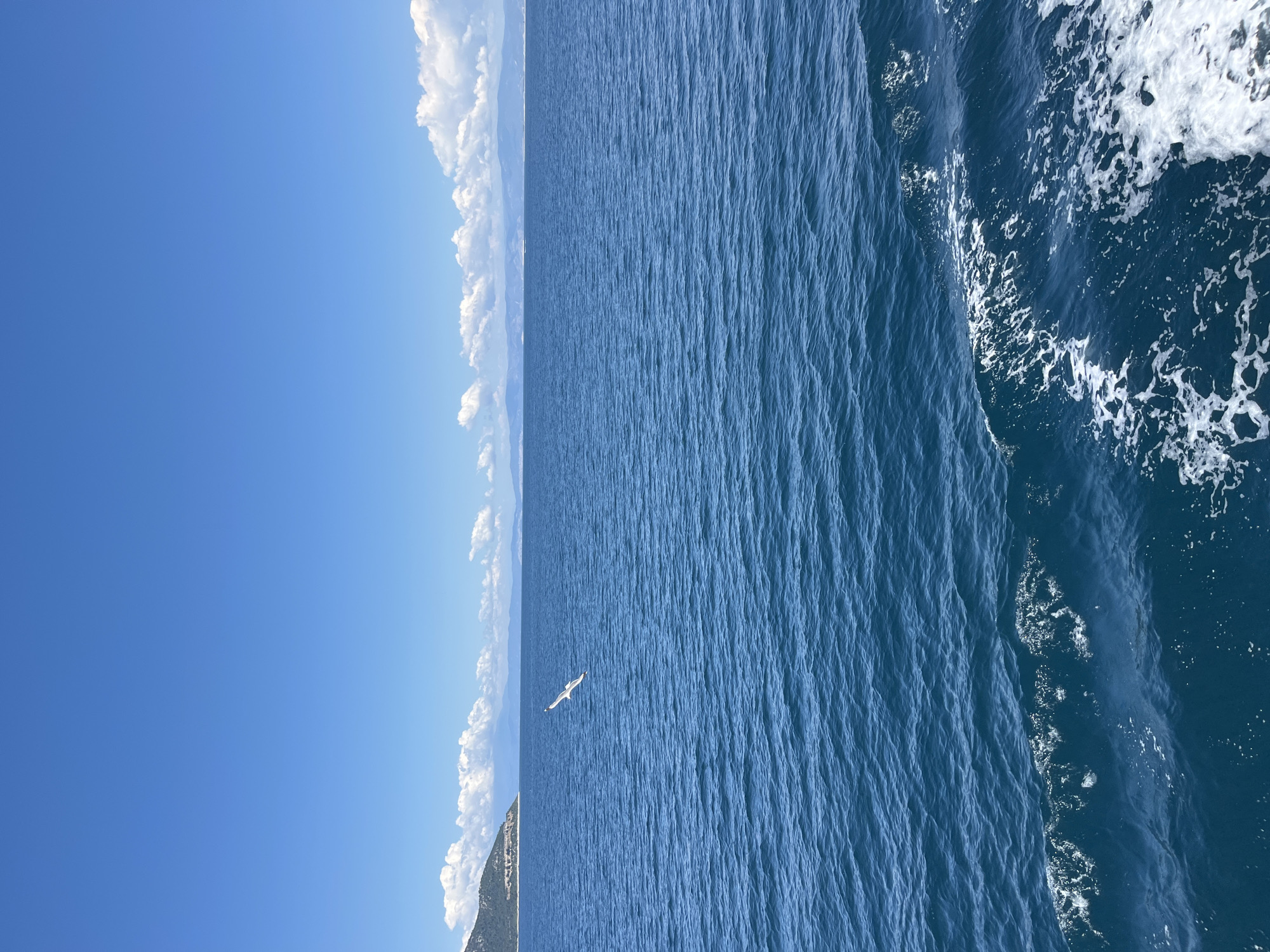 The image captures a serene seascape with a clear blue sky and calm, deep blue ocean. In the distance, a lush green island with some white buildings is visible, suggesting a coastal location. A lone seagull is in flight over the water, adding a touch of life to the scene. The foreground shows the churning wake of a boat, indicating movement and the perspective of someone on board. The horizon is marked by a line of mountains, creating a sense of depth and expanse. The overall atmosphere is peaceful and idyllic, typical of a sunny day at sea. The location is the sea near Thassos, Greece.