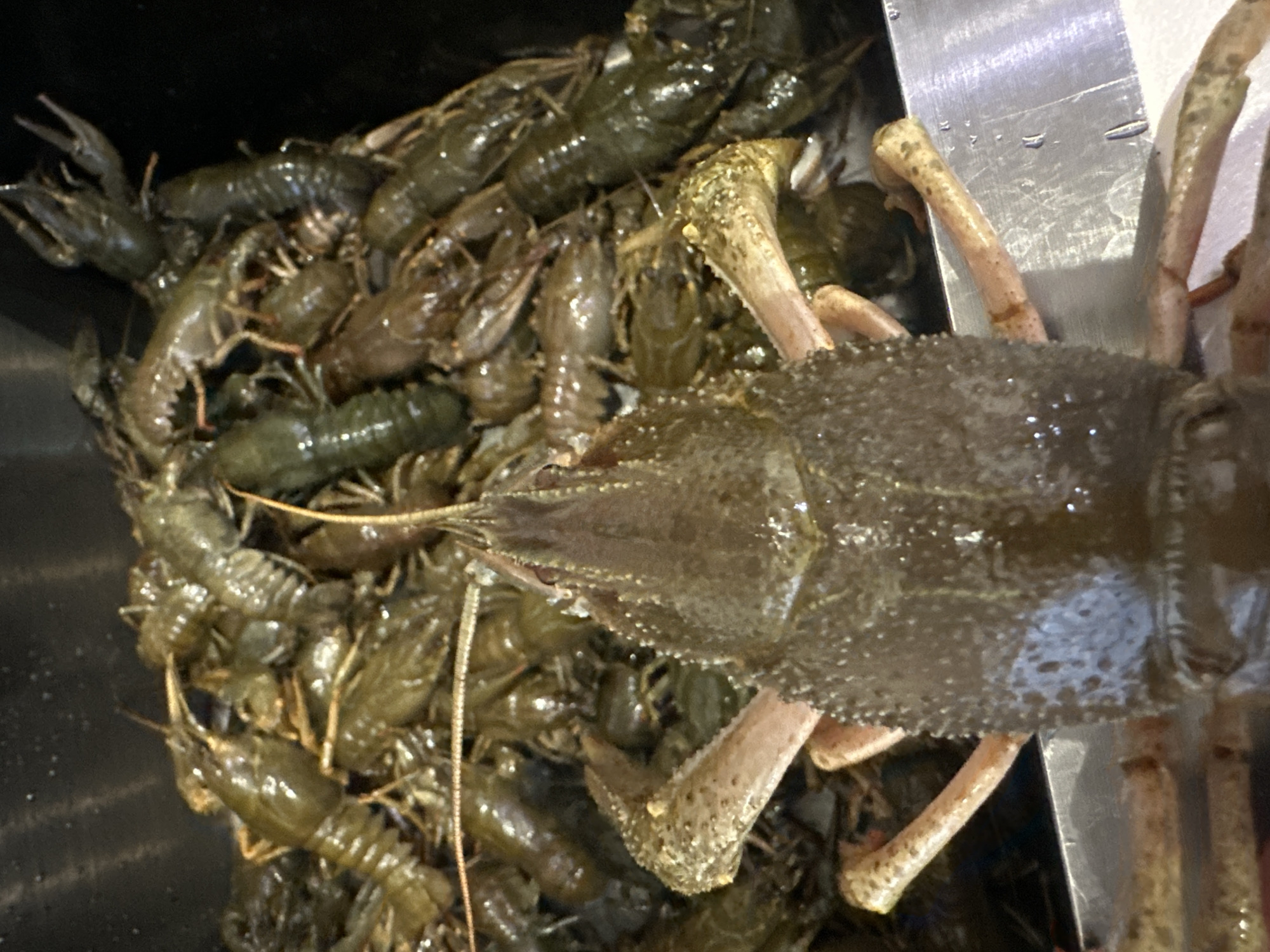 The image shows a pile of crawfish in a container. The crawfish are various shades of green and brown. One larger crawfish is positioned on top, with its body and legs prominently displayed. A metal surface is visible on the right side of the container. The image does not provide any information about the location in Neftekamsk, Russia, or any people, actions, or interactions.