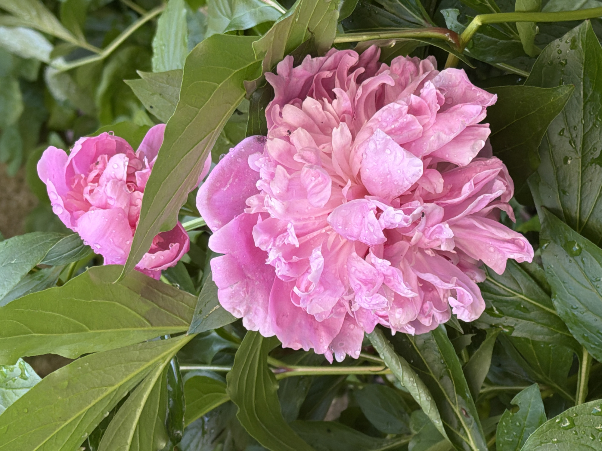 The image captures a close-up view of two pink peony flowers surrounded by vibrant green foliage. The larger, more developed peony occupies the right side of the frame, displaying numerous ruffled petals in varying shades of light to medium pink. Its petals, along with the surrounding leaves, are dotted with glistening water droplets, indicating recent rain or morning dew. A smaller, partially opened peony bud is visible on the left, partially obscured by broad green leaves, also bearing water droplets. The background consists of out-of-focus green leaves and stems, creating a natural, verdant setting. The lighting suggests it is daytime. No people or specific activities are depicted, and there is no visible text. The scene conveys a sense of freshness and natural beauty. The photo was taken in Sofia, Bulgaria.