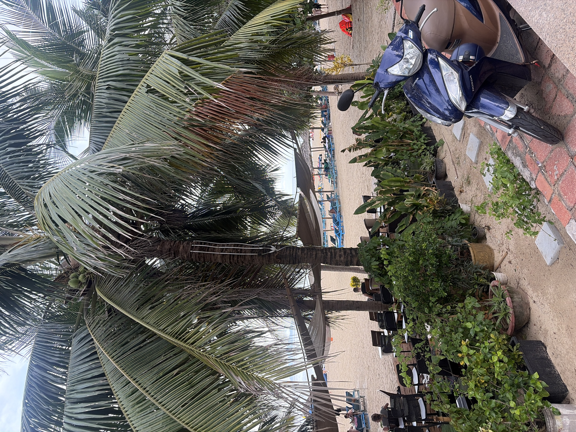 The image depicts a view of a beach in Đà Nẵng, Vietnam. In the foreground, a blue scooter is parked on a paved area next to a row of potted plants. Beyond the plants, there are rows of empty chairs and tables set up on the sandy beach, suggesting an outdoor seating area for a restaurant or cafe. Further back, beach umbrellas and lounge chairs are visible on the sand. People can be seen relaxing or walking on the beach in the distance. Lush palm trees with coconuts dominate the upper portion of the frame, casting shadows over the scene. The sky is overcast, indicating a cloudy day.
