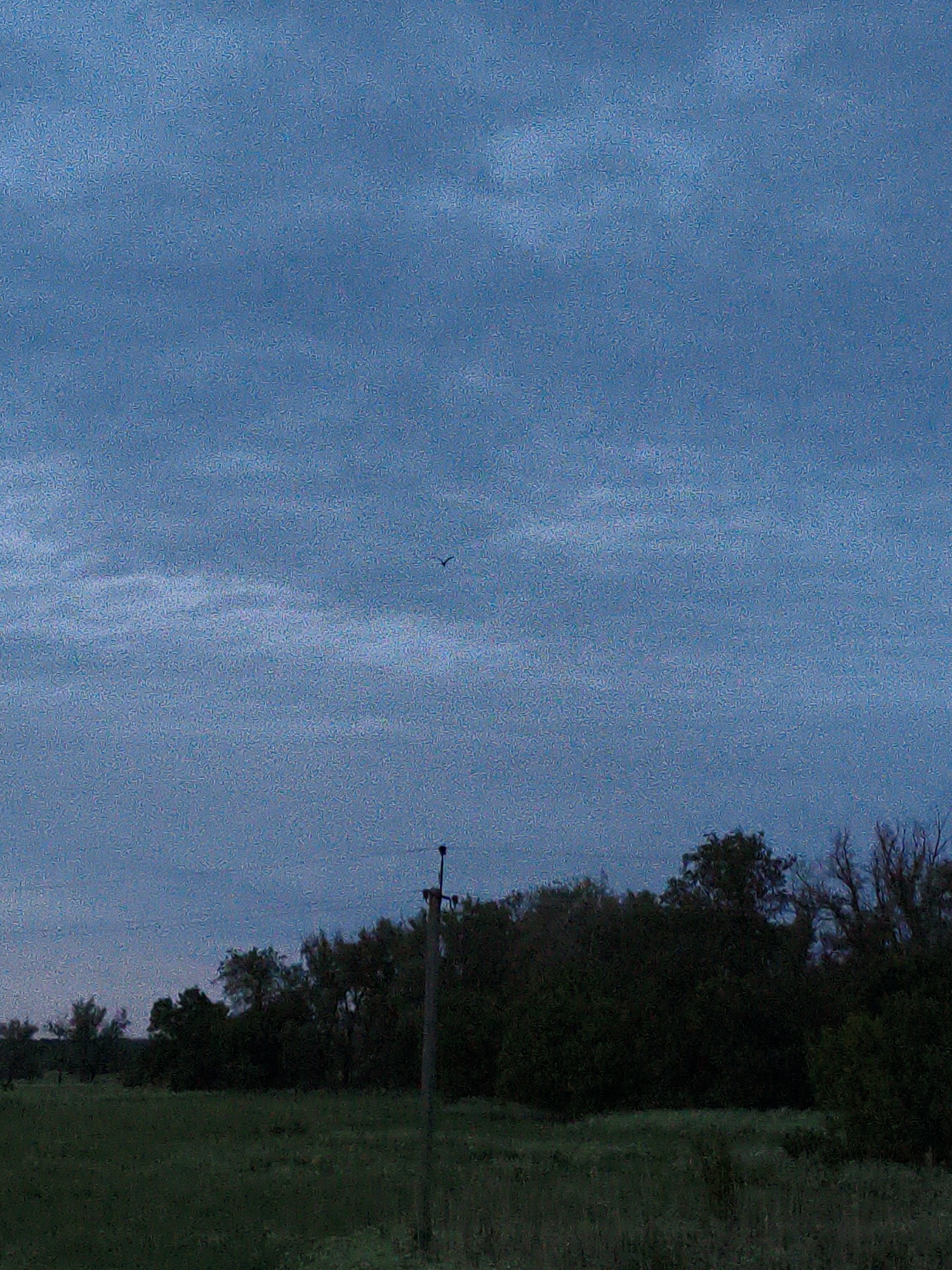 The image shows a landscape under a cloudy, blue sky. A bird is visible in the upper center of the frame. Below the sky, a line of trees is visible along the horizon. In the foreground, there's a field of grass and a utility pole. The location is unknown.