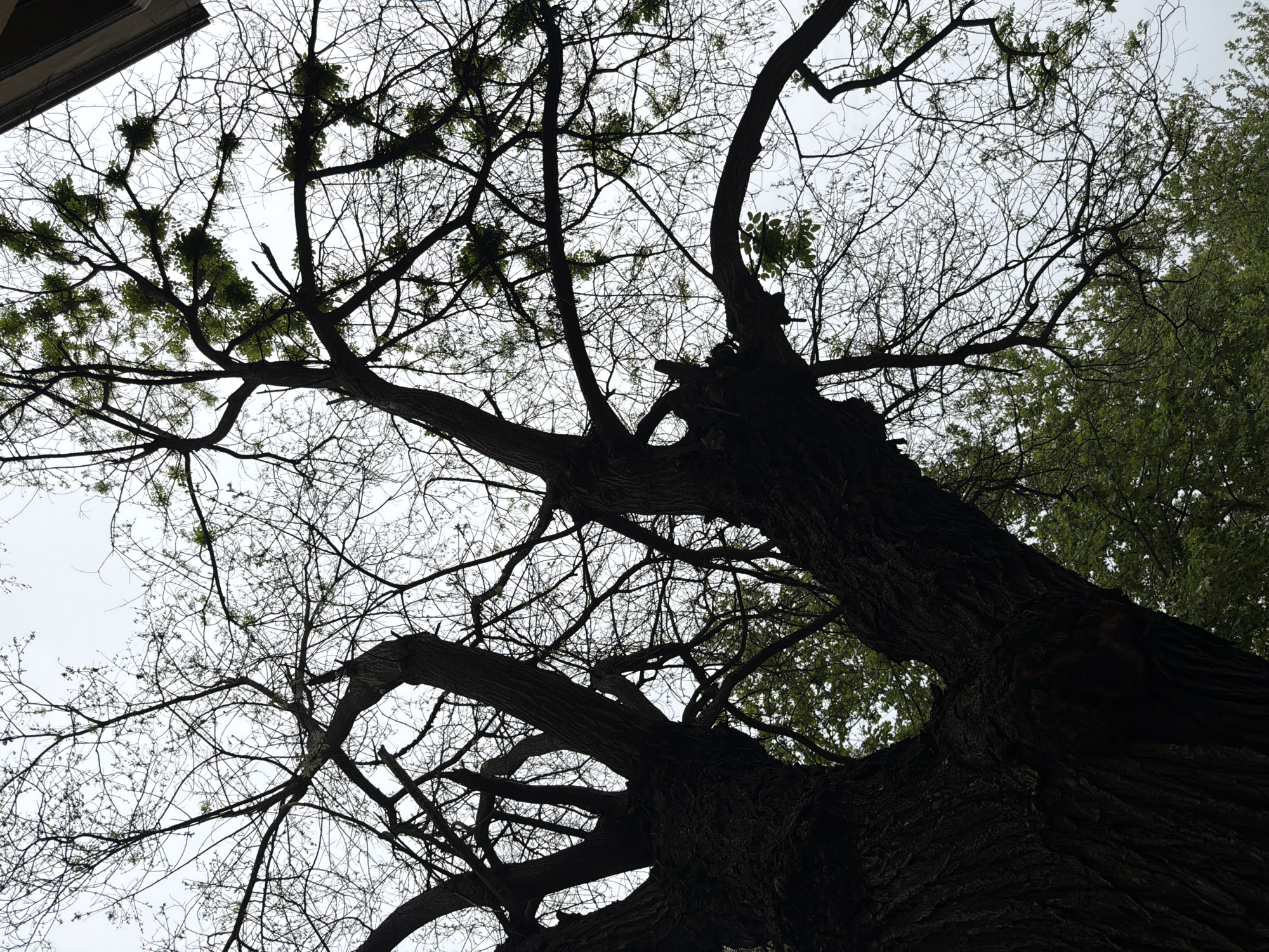 The image depicts a large, bare tree with thick, dark bark, viewed from a low angle looking upward. Patches of green leaves and possible mistletoe clusters are present on some branches. The background is a cloudy sky. The location appears to be outdoors and possibly in the city of Plovdiv, Bulgaria, but this cannot be confirmed by visual analysis of the image itself.