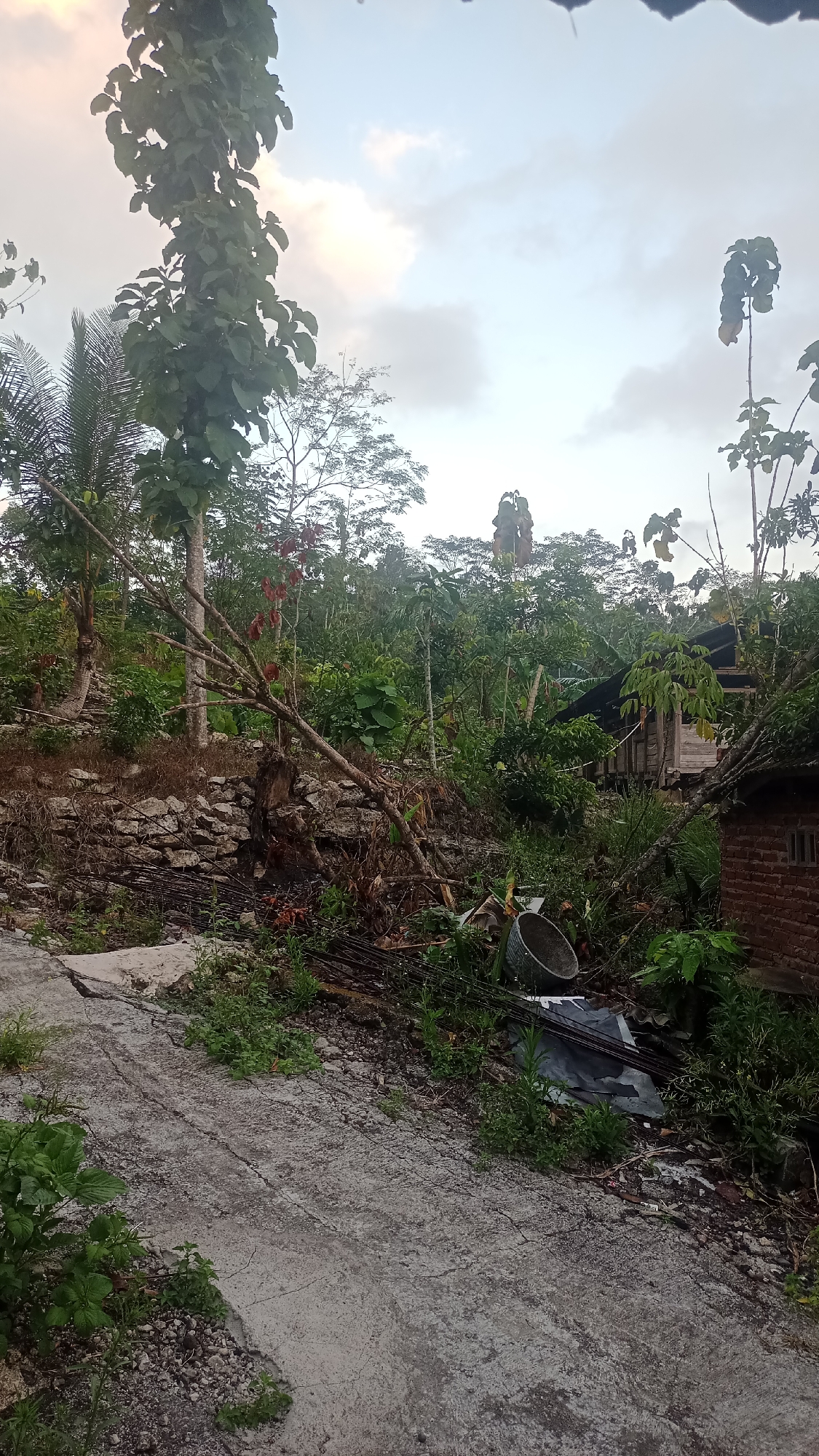 The image depicts an outdoor scene in a rural area, likely a backyard or unkempt lot. A cracked concrete path dominates the foreground, with sparse green vegetation growing alongside it. In the middle ground, a fallen tree with exposed roots lies across a rocky embankment. Scattered debris, including what appears to be rebar and a metal basin, is visible near the base of the fallen tree. To the right, a small, rustic wooden structure with a corrugated metal roof stands partially obscured by foliage. Adjacent to it, a simple brick building with a small window is partially visible. The background is filled with dense green trees and foliage, suggesting a tropical or subtropical environment. The sky above is overcast with hints of dawn or dusk light filtering through the clouds. This scene appears to be located in the village of Pakemitan, Indonesia.