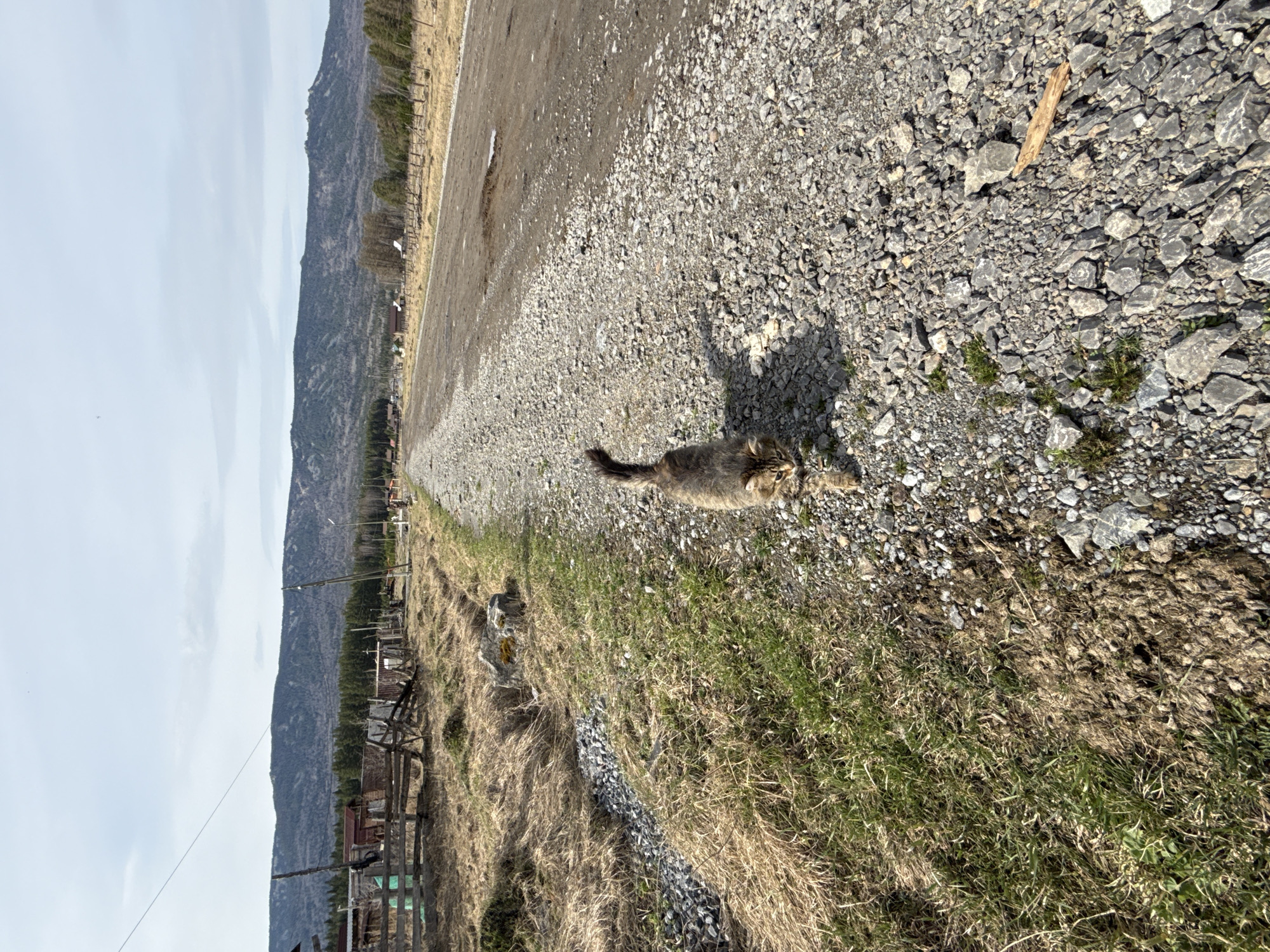 The scene is located in the rural area of Tyulyuk, Russia. It presents a landscape featuring a gravel path or road, flanked on one side by a field of dry grass and green vegetation. A wooden fence runs along the edge of the field, separating it from a background that includes trees, buildings, and a large mountain. A single cat is present on the gravel path. The sky is visible in the distance.