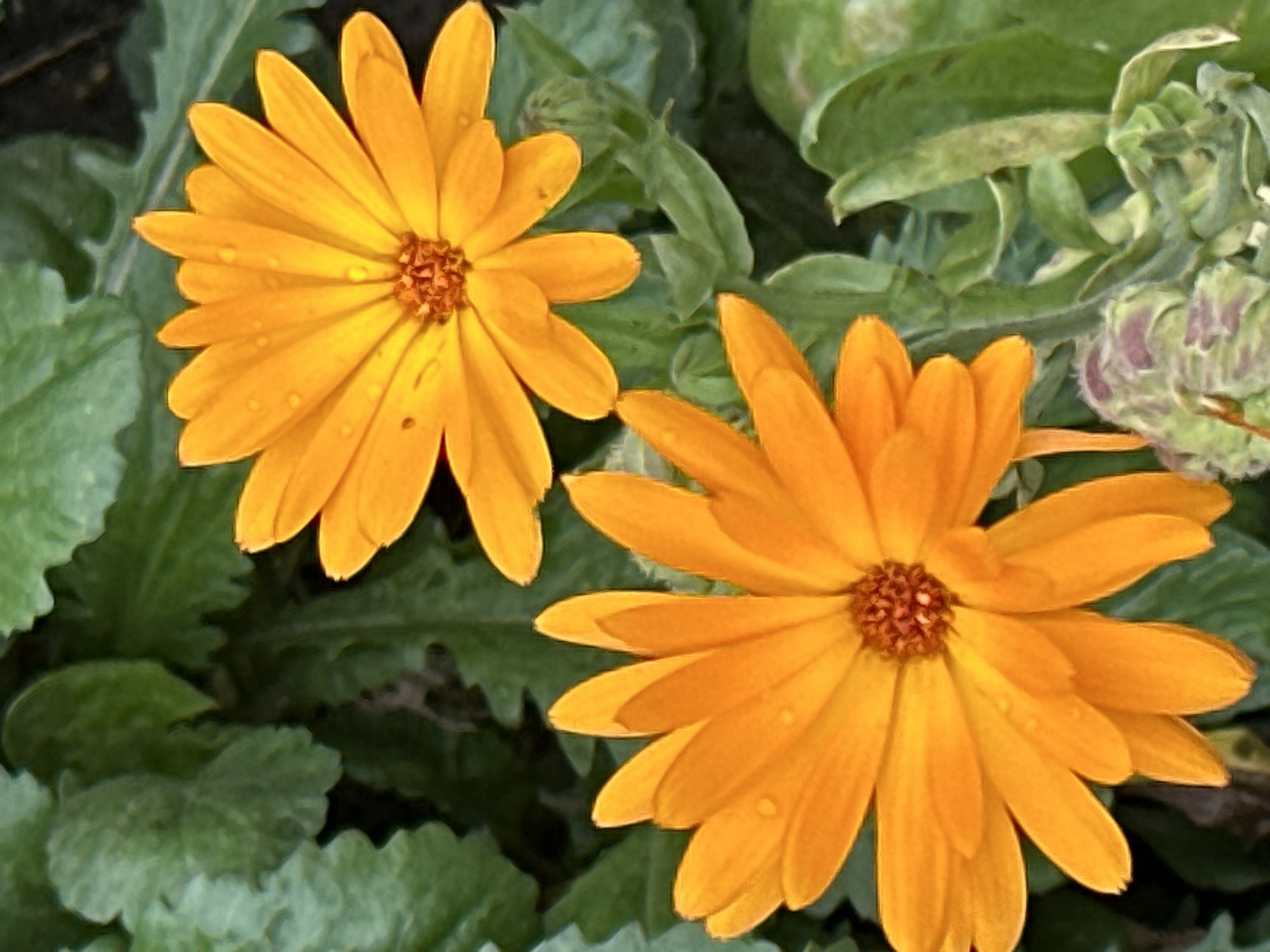 The image shows two bright orange flowers with yellow centers, possibly calendula or marigolds, in full bloom. They are surrounded by lush green foliage, suggesting an outdoor garden setting. The flowers have delicate petals, and some appear to have water droplets on them. The lighting suggests it is daytime, with soft shadows indicating diffused sunlight. The overall impression is one of natural beauty and vibrant life. There is no indication of the city of Podolsk, Russia, or any people or specific actions in the image.