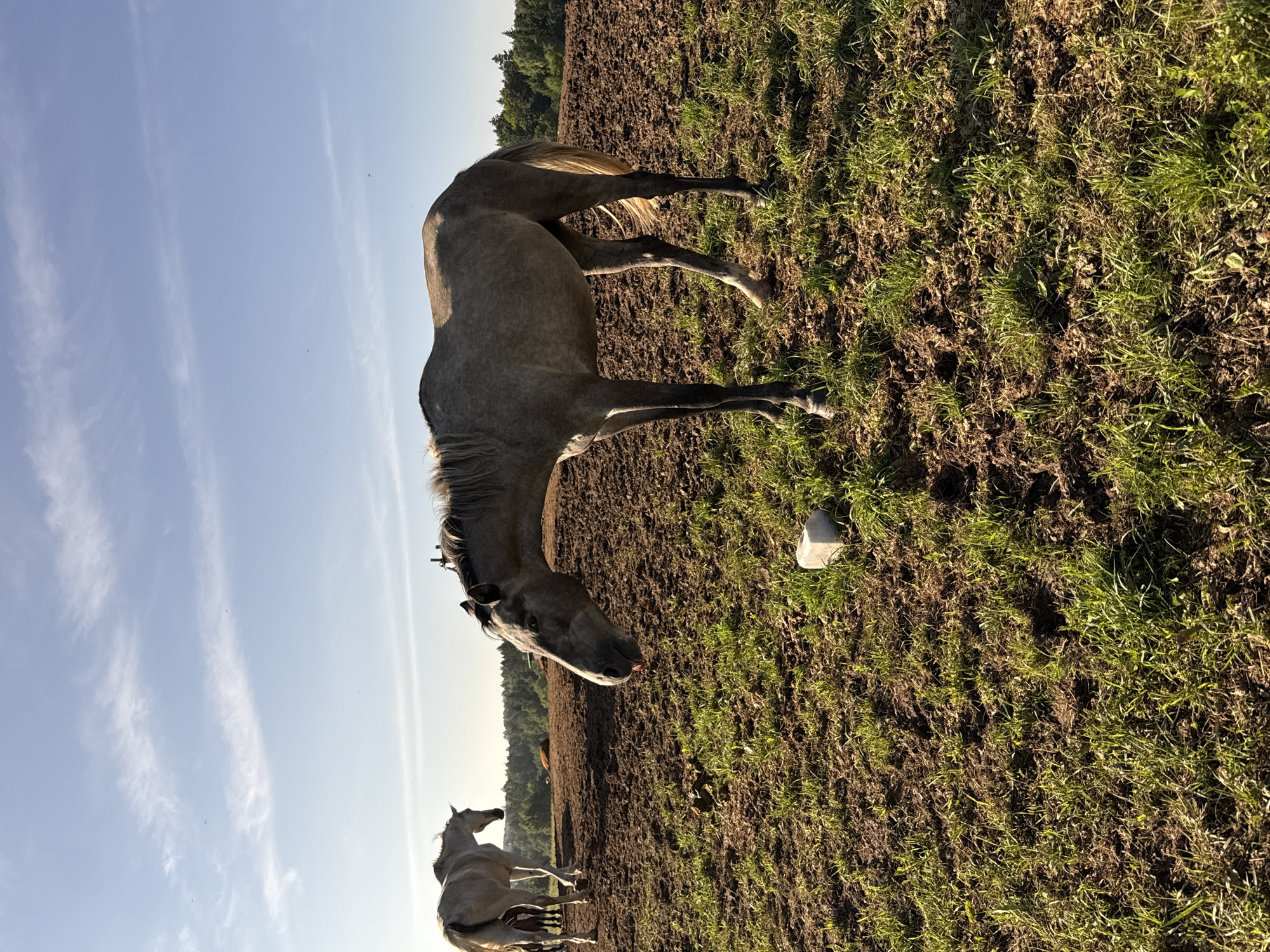 This is a photograph taken outdoors in Galinė, Lithuania, showing a rural scene. In the foreground, a light gray horse with a flowing mane is standing in a field of partially plowed earth and patchy green grass. The horse is facing left, with its head lowered and tongue extended, as if licking something. To the left and slightly behind it, another lighter-colored horse is visible, walking away from the camera. In the background, more horses can be seen resting in the field, and a line of trees forms the horizon. The sky is blue with wispy white clouds, suggesting it is daytime. A white rectangular object, possibly a salt lick, is on the ground near the foreground horse.
