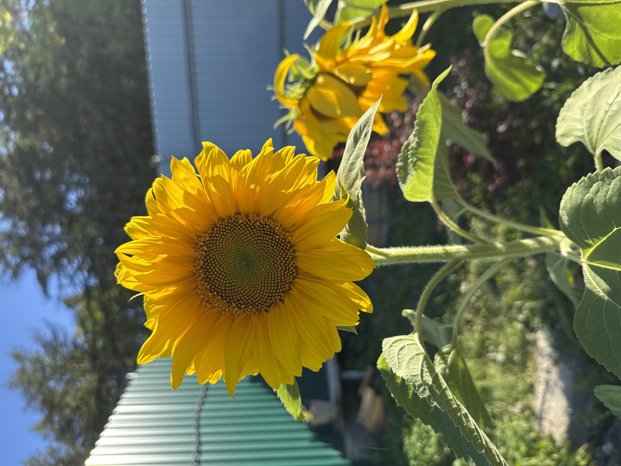 A close-up, eye-level, vertical shot captures a vibrant sunflower in full bloom, its yellow petals radiating outward from a textured brown and green center. The sunflower's stem is thick and fuzzy, with large, serrated green leaves unfurling below. In the background, another sunflower, drooping slightly, is visible. The scene is set against a backdrop of a corrugated metal fence, painted in alternating shades of light and dark green, with a blurred expanse of trees and a clear blue sky beyond. The lighting suggests it is daytime, with sunlight casting a warm glow on the sunflower. The location is identified as Vtoraya Pad', Russia.