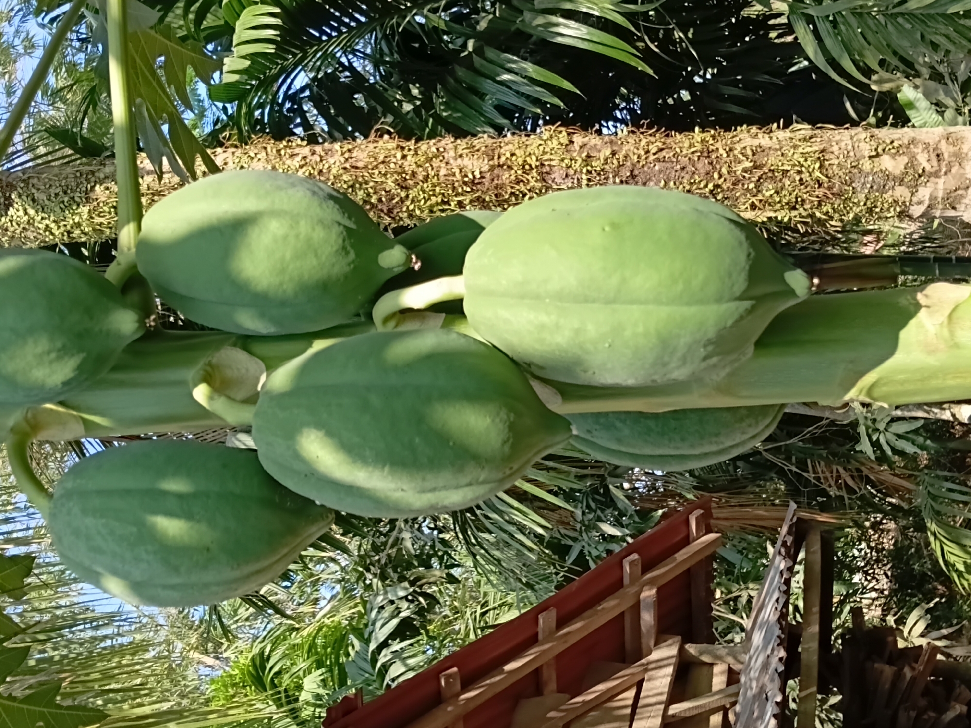 In Margo Rukun, Indonesia, a papaya tree stands prominently in a tropical setting, its trunk covered in moss and epiphytic plants. The tree bears multiple green, unripe papayas, some of which are partially obscured by its broad leaves and other foliage. In the background, a small, rustic wooden structure with a red roof is visible, partially constructed from stacked wood. Palm leaves and other tropical greenery surround the scene, indicating a humid, natural environment. The lighting suggests it is daytime, with sunlight filtering through the dense vegetation. There are no people or animals present.