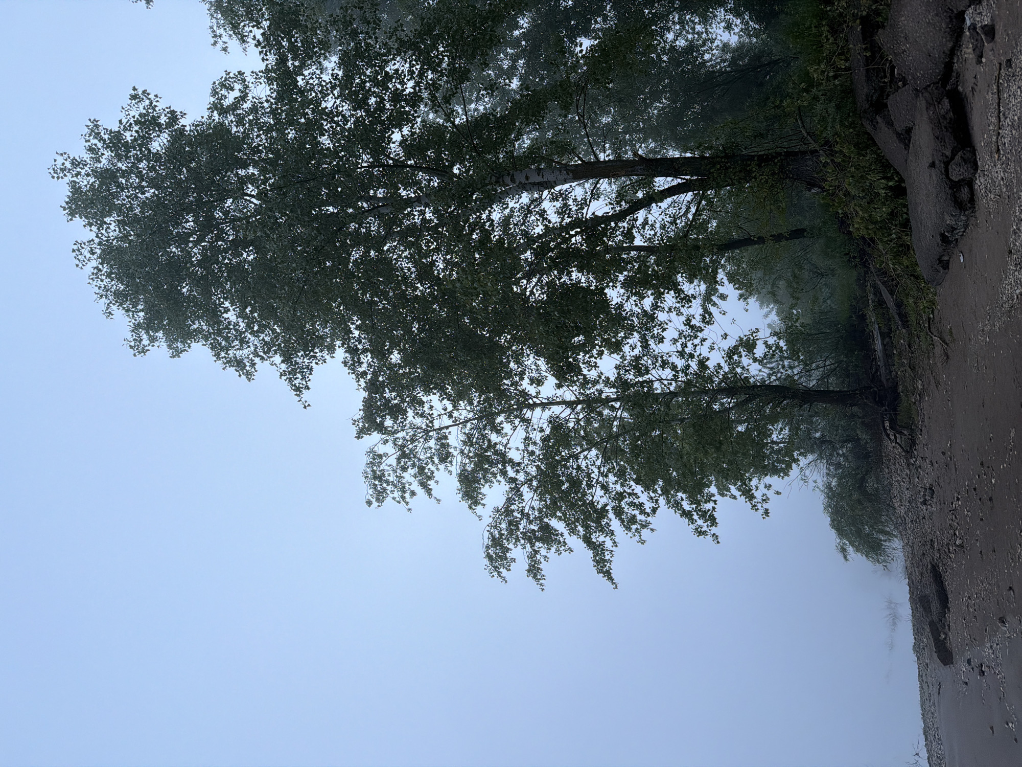 The image captures a misty, natural landscape, likely on an overcast day. The scene is dominated by a dense line of tall, leafy trees running diagonally across the frame. Their foliage, predominantly dark green, stands out against a uniformly light blue-grey sky, which is heavily obscured by fog or haze. The upper branches and leaves of the trees appear to be moving, possibly due to wind, with some branches bending downwards.
On the right side of the image, what appears to be a damp, dark ground or shoreline is visible. This area consists of dark earth or sand mixed with gravel, and features some larger, broken pieces that resemble eroded rock or asphalt, forming a rough bank or edge. The land runs parallel to the line of trees. The background beyond the trees is completely enveloped in thick fog or mist, rendering it indistinct and creating a soft, ethereal atmosphere. No specific activity or event is taking place, and there are no people, animals, or visible text. The diffused light suggests daytime, but the heavy mist prevents any clear indication of the time of day. The overall impression is one of a serene and somewhat melancholic natural environment, consistent with a rural or coastal area near Noviy, Russia, during foggy weather.