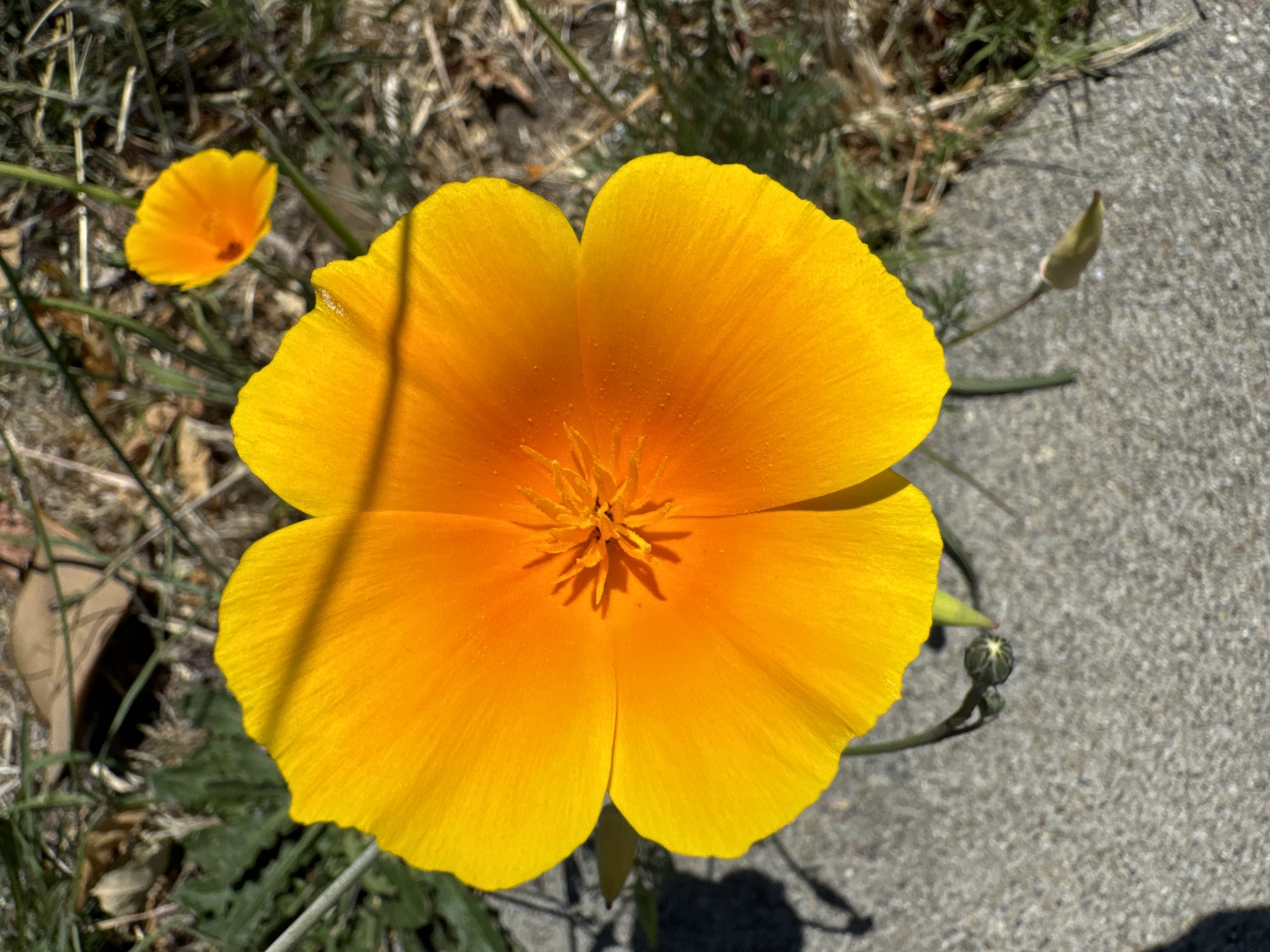 A close-up, top-down shot focuses on a vibrant orange California poppy in full bloom. The flower's petals are a bright, saturated orange, transitioning to a deeper hue towards the center, where a cluster of stamens is visible. To the upper right of the main flower, a smaller, less developed orange poppy is slightly out of focus. The foreground is dominated by a textured gray concrete surface, casting dark shadows from the main flower and its stem. In the background, dry, brown grass and some green foliage create a natural, somewhat sparse environment. A single, unopened poppy bud hangs from a thin stem near the bottom left of the frame. The scene appears to be outdoors, possibly in a garden or park setting within San Mateo, California, United States of America, on a sunny day, as indicated by the strong shadows. No people or animals are present in the image.