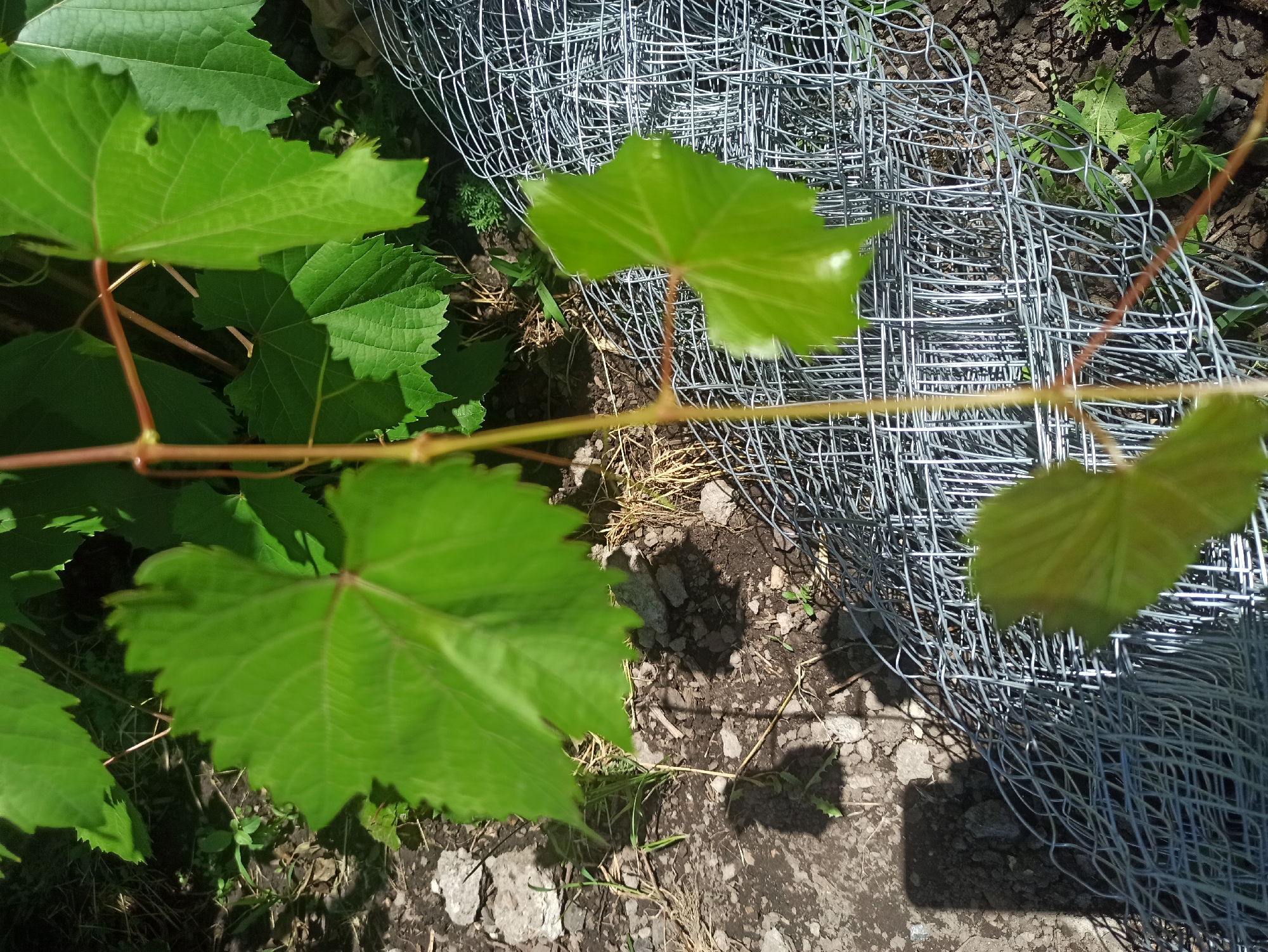 The image depicts a close-up view of several green grape leaves on a vine, with a rolled-up section of wire mesh fencing in the foreground and middle ground. The leaves are vibrant green and appear healthy, with some showing lobed edges. The vine stem is thin and reddish-brown. The wire mesh is silver-colored and appears to be a rigid, hexagonal-patterned fencing material, rolled into a cylinder. The background shows dark soil, small rocks, dry grass, and other green foliage. The scene suggests an outdoor environment, possibly a garden or yard. There are no people or animals visible in the image. The lighting suggests it is daytime with sunlight casting shadows. The image does not contain any specific visual indicators that would allow for precise location within Kryvyi Rih, Ukraine, but the general scene is consistent with an outdoor setting in such a city.