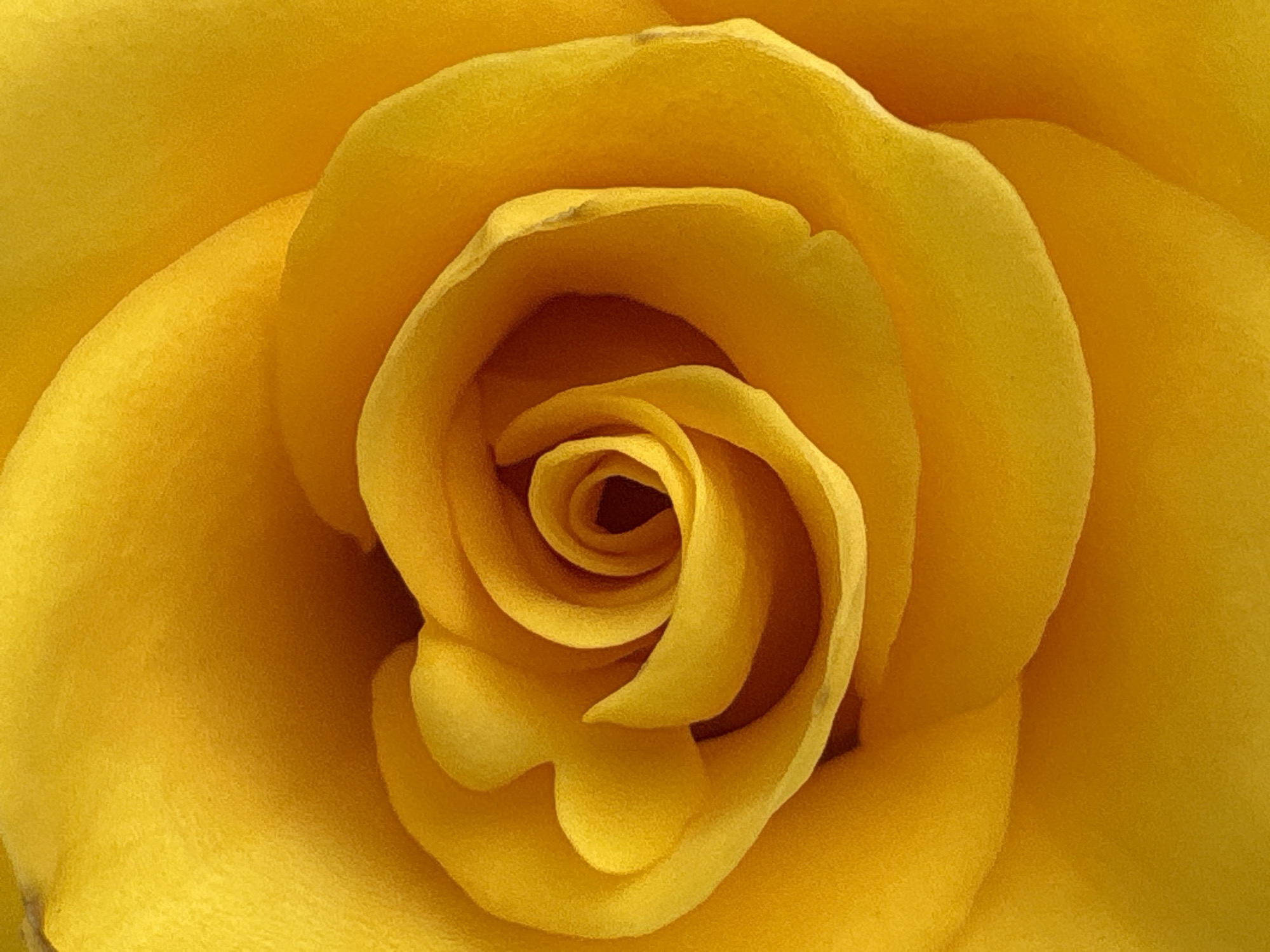 The image is an extreme close-up, macro photograph of the center of a yellow rose. The petals are tightly curled, forming a spiral pattern with a dark recess at the very center. The texture of the petals is soft and velvety, with subtle variations in shade from a bright, almost golden yellow to a deeper, richer tone towards the center. The lighting creates soft shadows and highlights, emphasizing the three-dimensional form of the flower. The image is an abstract composition focusing solely on the intricate details of the rose. This image has no discernible location in Bobrov, Russia, nor does it contain any people, actions, interactions, or environmental elements that would suggest a specific geographical setting.