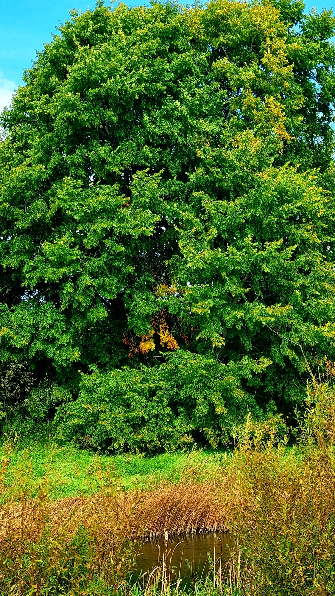 This image depicts a lush, green, deciduous tree in full foliage, dominating the upper portion of the frame. The tree exhibits a vibrant green color with some scattered yellowing leaves, suggesting the transition to autumn. The sky above is a clear, bright blue. Below the tree, a strip of green grass transitions into an area of dry, golden reeds and other vegetation bordering a dark, still body of water, possibly a pond or slow-moving stream. The overall scene is natural and serene. The location is identified as Vysokoe, Russia, implying a rural or natural setting within or near that locality. There are no people or animals visible in the image, and no discernable actions or interactions are occurring. The focus is on the natural landscape.