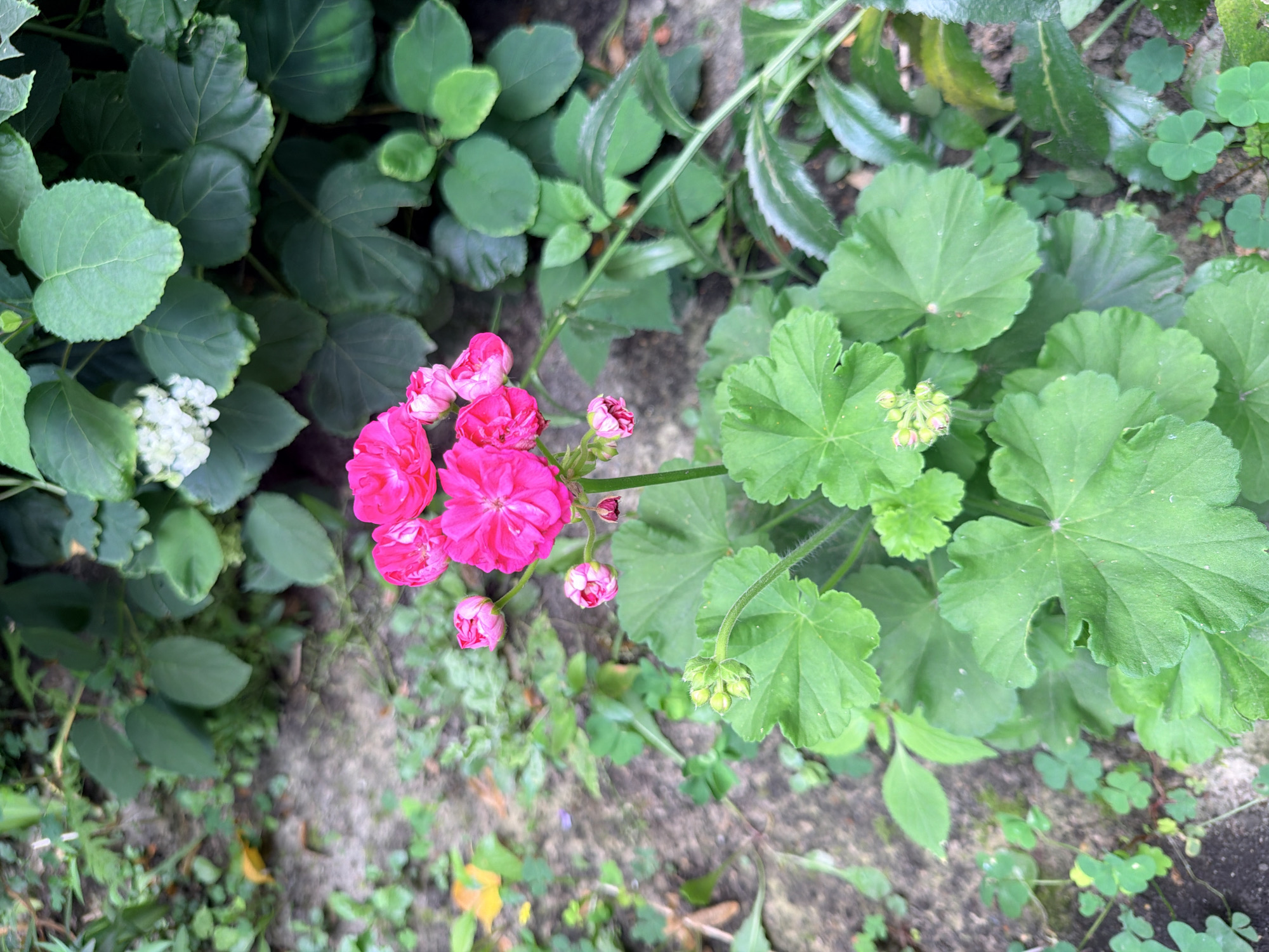 This image depicts a close-up view of a cluster of vibrant pink geranium flowers with green leaves in what appears to be a garden setting. The background consists of blurred green foliage and what looks like a dirt or gravel path. There are no people or animals visible in the image. The scene is well-lit, suggesting it was taken during daylight. There is no information in the image that would indicate its location in Homyel, Belarus.