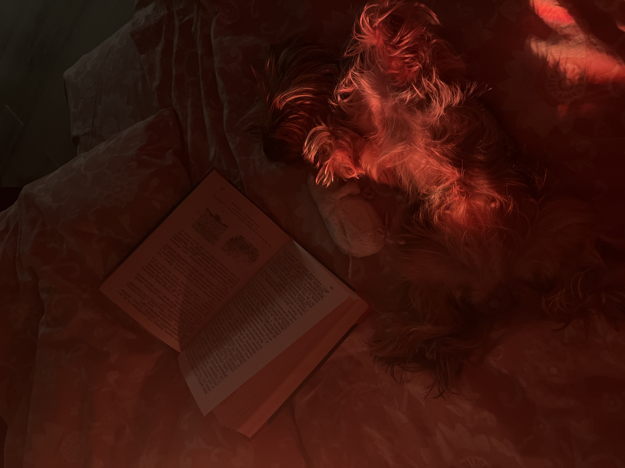 A furry, possibly canine, animal rests on bedding next to an open book. The scene is bathed in a warm, reddish hue. The book's pages are filled with text, possibly in Russian, given the Cyrillic characters visible. The bedding appears patterned. No city information can be gathered from this photo.