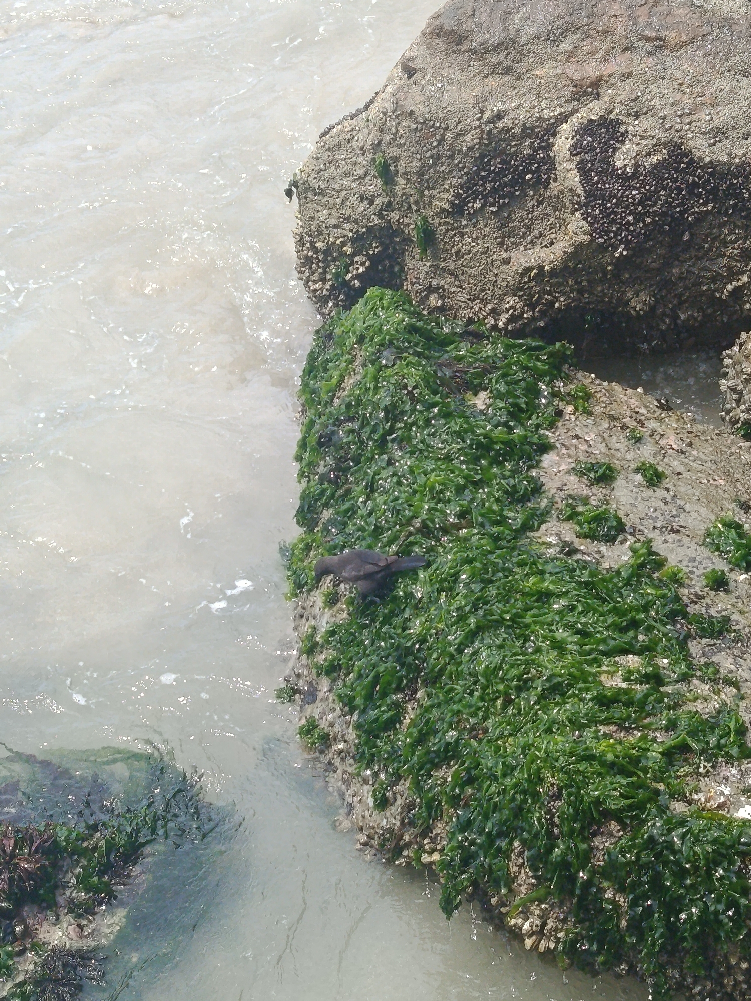 This image shows a rocky coastal scene, likely in Juan Griego, Venezuela given the prompt's mention of the city. The focus is on a rock formation partially submerged in water. The rock is covered in green algae and what appears to be barnacles or other marine growth. A dark-colored bird, possibly a heron or similar species, stands on the algae-covered rock near the water's edge. The water is murky or cloudy, suggesting sediment or algae content. The top of the rock is dry and appears to be more heavily encrusted with barnacles.