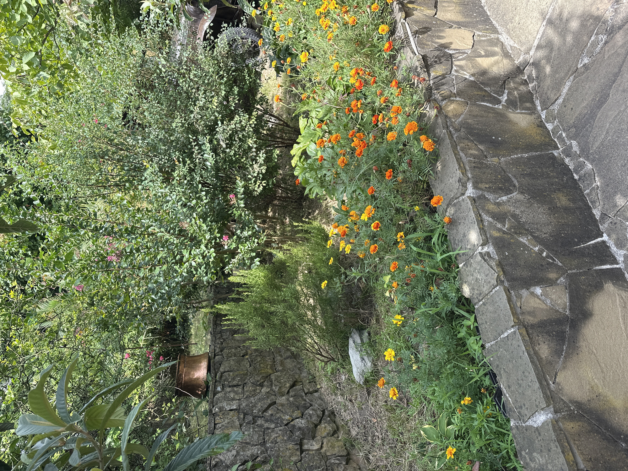 In a garden in Sochi, Russia, a stone retaining wall with uneven, mortared stones forms a raised flower bed. This bed is filled with vibrant orange and yellow marigolds, along with green foliage. Behind the marigolds, a taller, bushy green plant with small pink flowers is visible, and further back, dense green trees and foliage dominate the scene. To the left of the flower bed, a large, rough grey stone rests on the ground. A copper pot sits on top of the stone wall to the left. The ground in front of the wall is paved with similar stones, some of which are uneven and create a walkway.