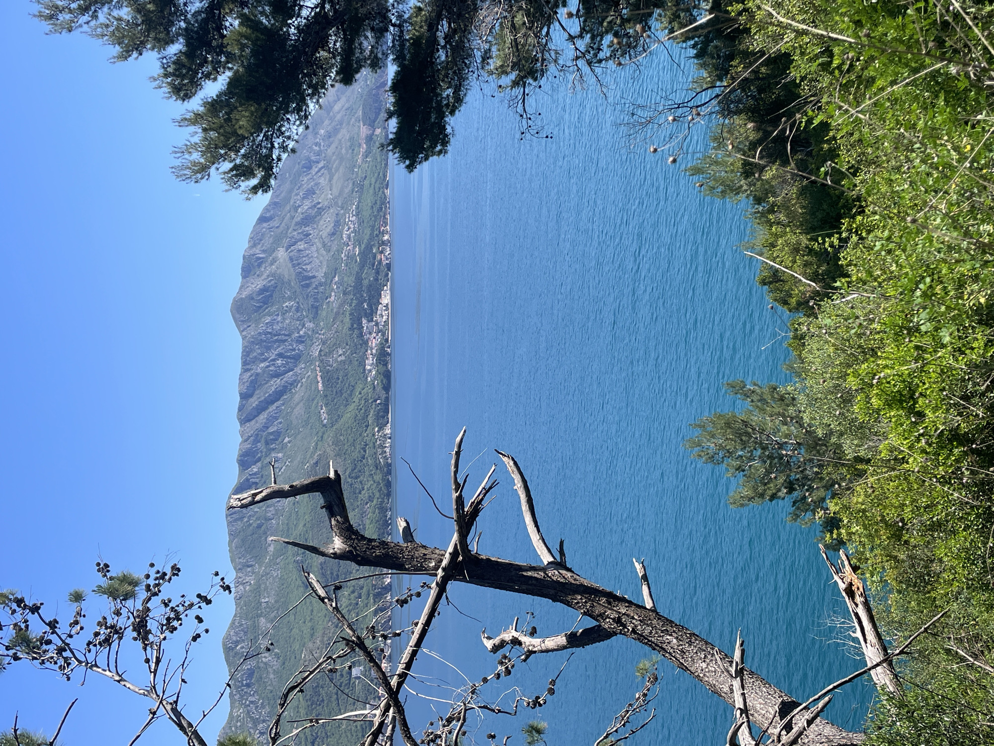 This image presents a stunning coastal panorama, viewed from a high vantage point. The dominant feature is a vast expanse of deep blue water, likely a bay or the sea, which occupies the central and right portions of the frame. The water surface is subtly textured with ripples, suggesting calm conditions.
On the left side, a rugged and majestic mountain range rises sharply from the water's edge, its slopes covered in lush green vegetation. Along the base of these mountains, a cluster of buildings forms a coastal settlement, characterized by white walls and terracotta roofs, indicating human habitation nestled between the mountains and the sea. The sky above is a clear, brilliant blue, completely free of clouds, typical of a sunny day.
The foreground is framed by natural elements. Along the top and right edges, vibrant green foliage and branches from healthy trees are visible, contributing to a sense of being within nature. More prominently, across the lower foreground, are several gnarled, bare, and broken branches of a tree, some still bearing dried pine cones. These weathered branches provide a raw, textured element to the composition, contrasting with the smooth water and distant landforms.
The scene depicts a bright, sunny day, likely late morning or early afternoon, with excellent visibility. The location, consistent with Budva, Montenegro, showcases the region's characteristic mountainous coastline and clear Adriatic waters. There are no people, explicit activities, or visible text in the image.