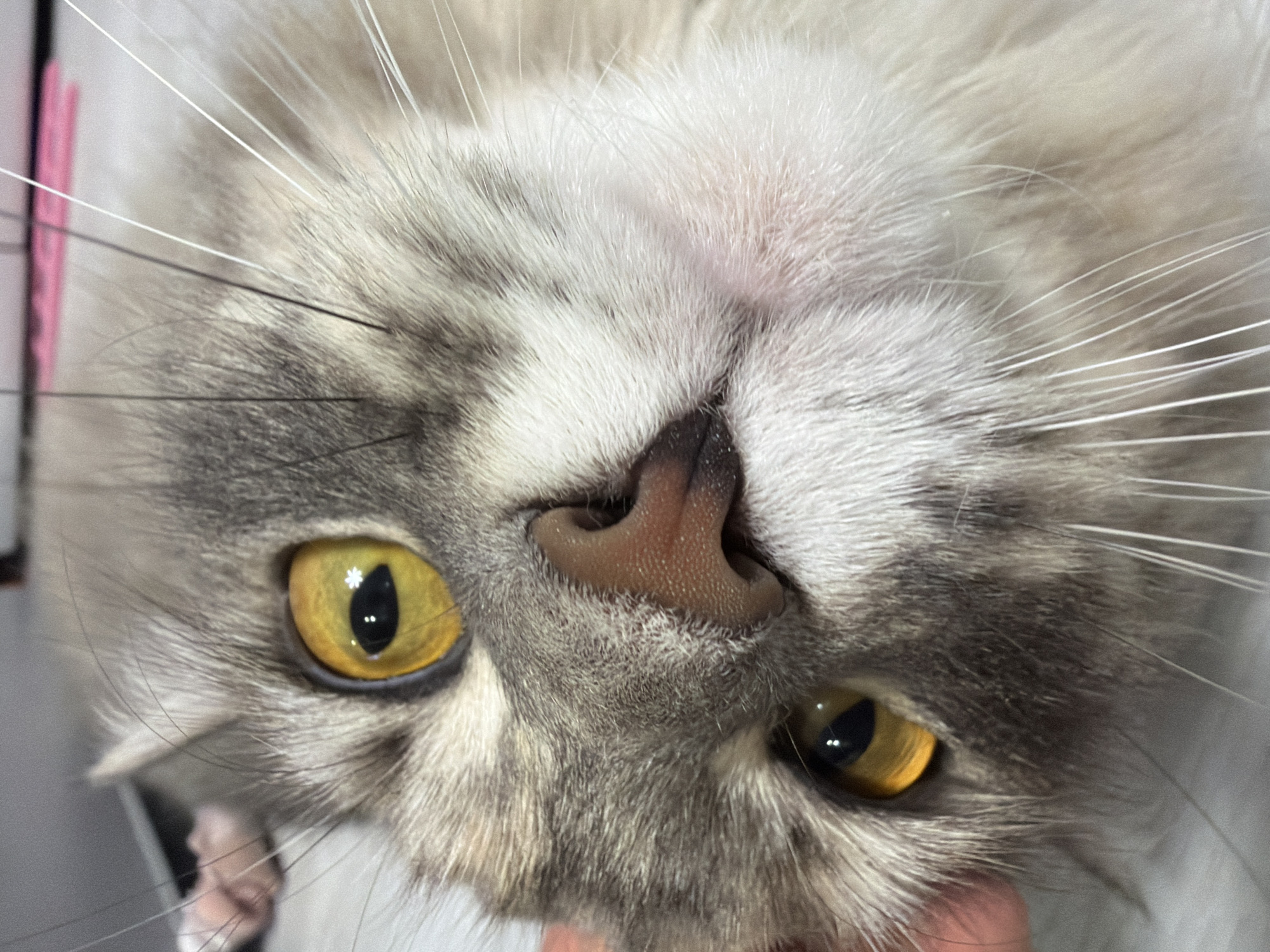 A close-up, eye-level shot shows the face of a grey and white cat. The cat's head is tilted, and its amber eyes are wide open and looking directly at the camera. Its nose is a light brown, and its mouth is slightly ajar, revealing a hint of pink. The cat's fur is soft and fluffy, with distinct grey tabby markings on its head and around its eyes. Long, white whiskers fan out from its muzzle. A human finger is visible on the left side of the frame, gently touching the cat's cheek. The background is out of focus, but appears to be an indoor setting with a light-colored floor.
