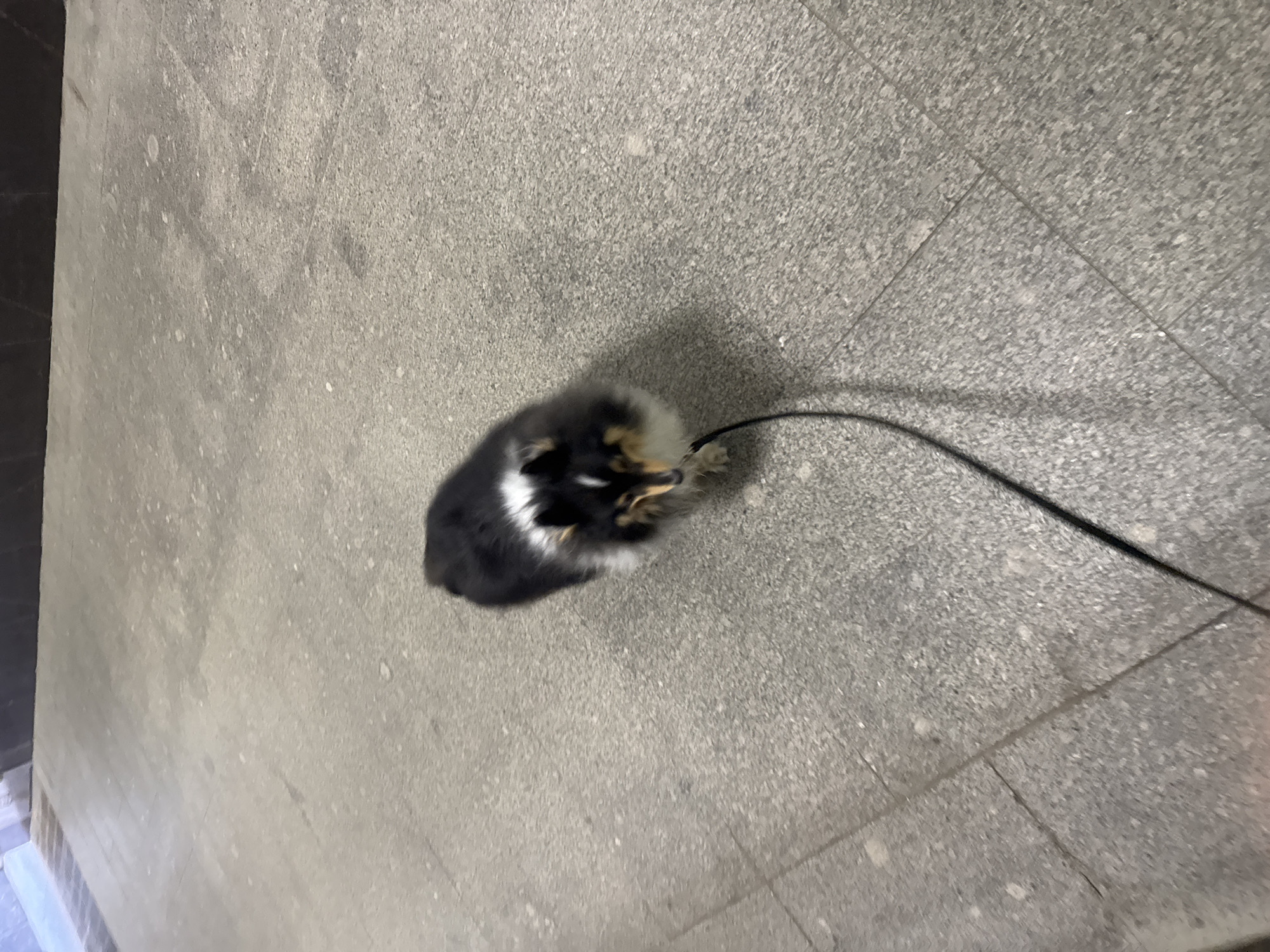 A medium-sized dog, predominantly black with white and tan markings, is pictured on a grey, paved surface. The dog is facing the camera and appears to be on a leash, which extends out of frame. The surface is comprised of large, square tiles with visible grout lines. In the background, a darker, solid surface is visible, possibly a wall or building. The lighting suggests an outdoor or semi-enclosed environment, likely during daylight hours. There is no indication of the specific location within Moscow, Russia.