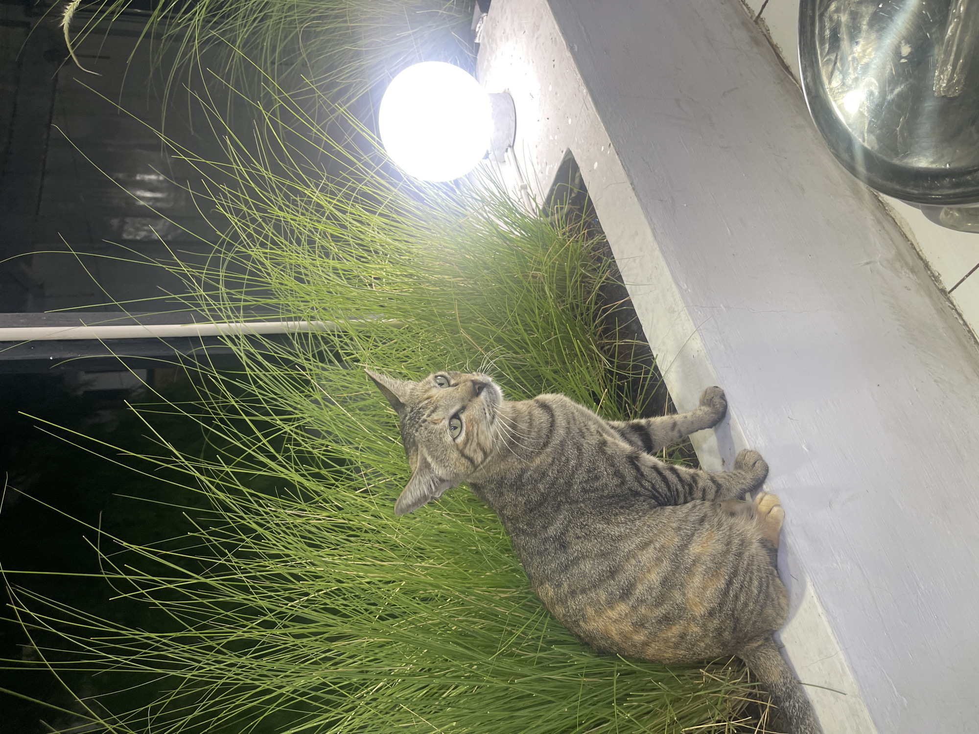 A tabby cat is sitting on a white concrete ledge, next to a planter filled with tall green grass. To the right of the cat, a bright, spherical lamp illuminates the scene. The background is dark, suggesting it is nighttime. The cat is looking to its right with its ears perked. The image appears to have been taken outdoors, possibly in a garden or courtyard. There is no information to suggest this location is in Banda Aceh, Indonesia.