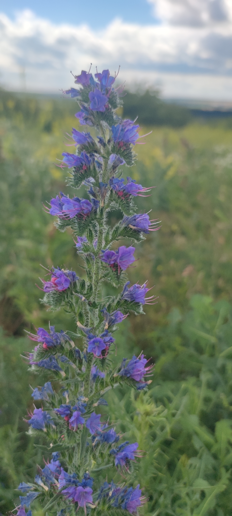 An eye-level, vertical, close-up shot features a vibrant purple flower stalk with delicate blossoms. The flower stalk, covered in fine hairs, is the primary subject, with individual flowers displaying a deep purple hue and elongated pink stamens. The background is softly blurred, showcasing a field of green vegetation under a cloudy sky. The scene is devoid of any human presence or structures, suggesting a natural, possibly rural or parkland setting.