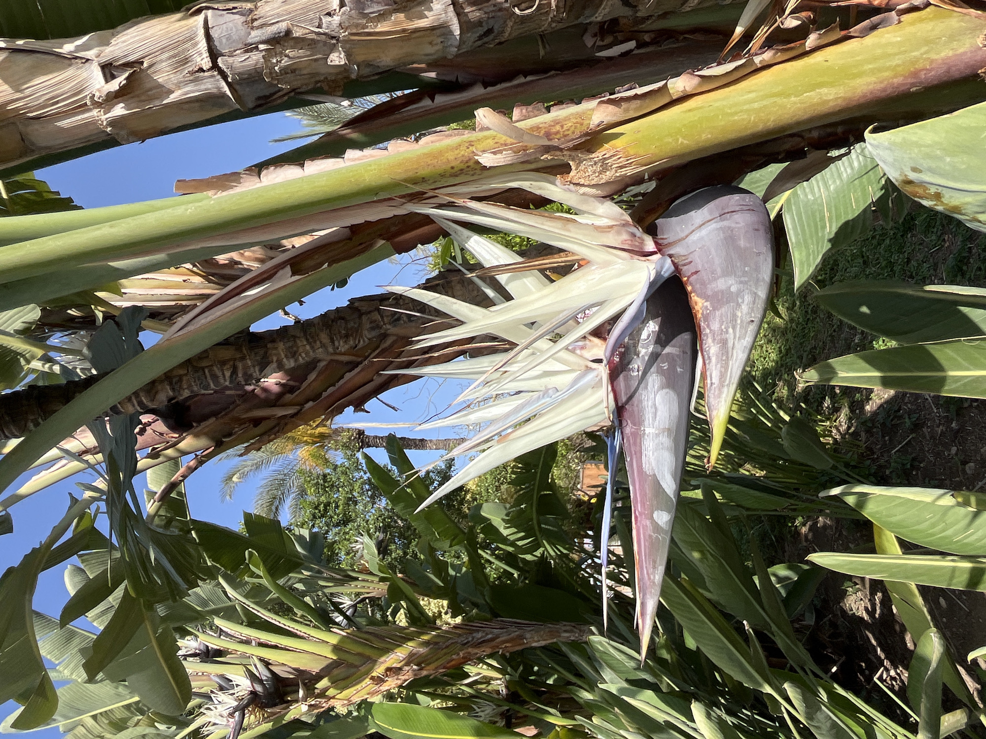 The image shows a Bird of Paradise flower in Alanya, Turkey, with its distinctive blue, white, and purple petals emerging from a gray-purple bract. The flower is attached to a banana-like plant, seen through the plant's leaves. The blue sky is visible. The plant is in a garden or natural setting, with grass and other plants visible in the background.