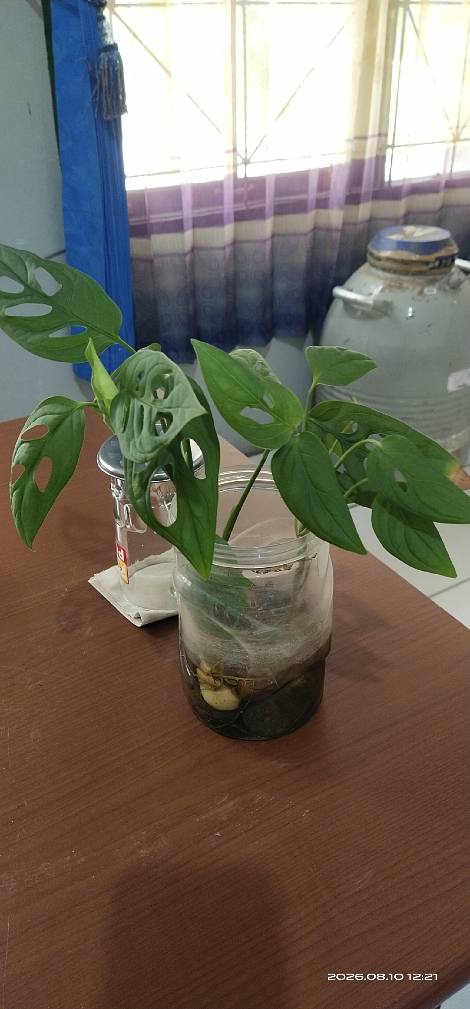 An indoor scene with a Monstera adansonii plant in a glass jar on a wooden table. The plant has green, fenestrated leaves and is partially submerged in dark water. The jar contains rocks and what appear to be rhizomes. Behind the plant, a blue curtain is visible, and beyond that, a window with sheer purple and cream-colored curtains. To the right, a large, gray water dispenser with a blue lid is present. The timestamp "2026.08.10 12:21" is visible in the bottom right corner. The location is Tamiang Layang, Indonesia.