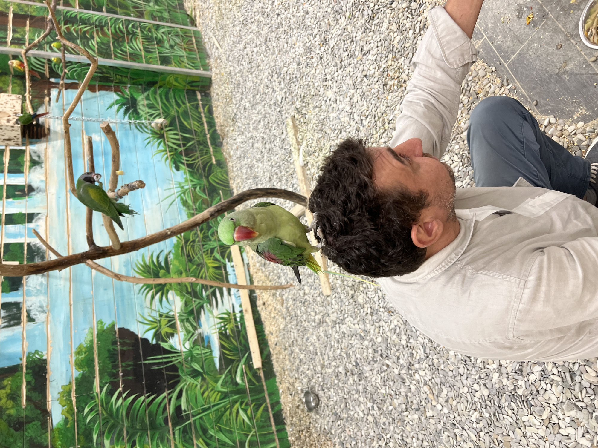 A man is in a bird enclosure with a parrot perched on his head. The man is wearing a light-colored shirt and dark pants. He is looking down and to his right. The parrot is green with a red beak. The enclosure has a backdrop painted with a jungle scene and a waterfall. The ground is covered in small pebbles. Several other parrots are visible on branches in the background. The image is taken from a high angle, looking down at the man and the parrot. The location is not specified as Moscow, Russia, or any other city.