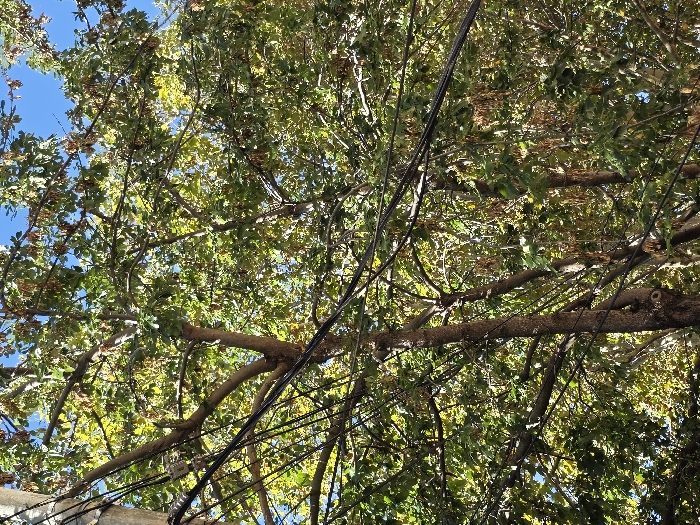 The image displays a dense canopy of a deciduous tree with vibrant green and some light brown foliage, indicative of a temperate climate, under a clear blue sky in Villa San Andrés, Argentina. Multiple black insulated electrical or communication wires traverse the upper half of the frame horizontally and diagonally, originating from a utility pole partially visible on the far left. The wires are interspersed among the tree branches and leaves. No people, animals, or discernible actions are present. The scene is illuminated by direct sunlight, casting varying shades of green on the leaves.