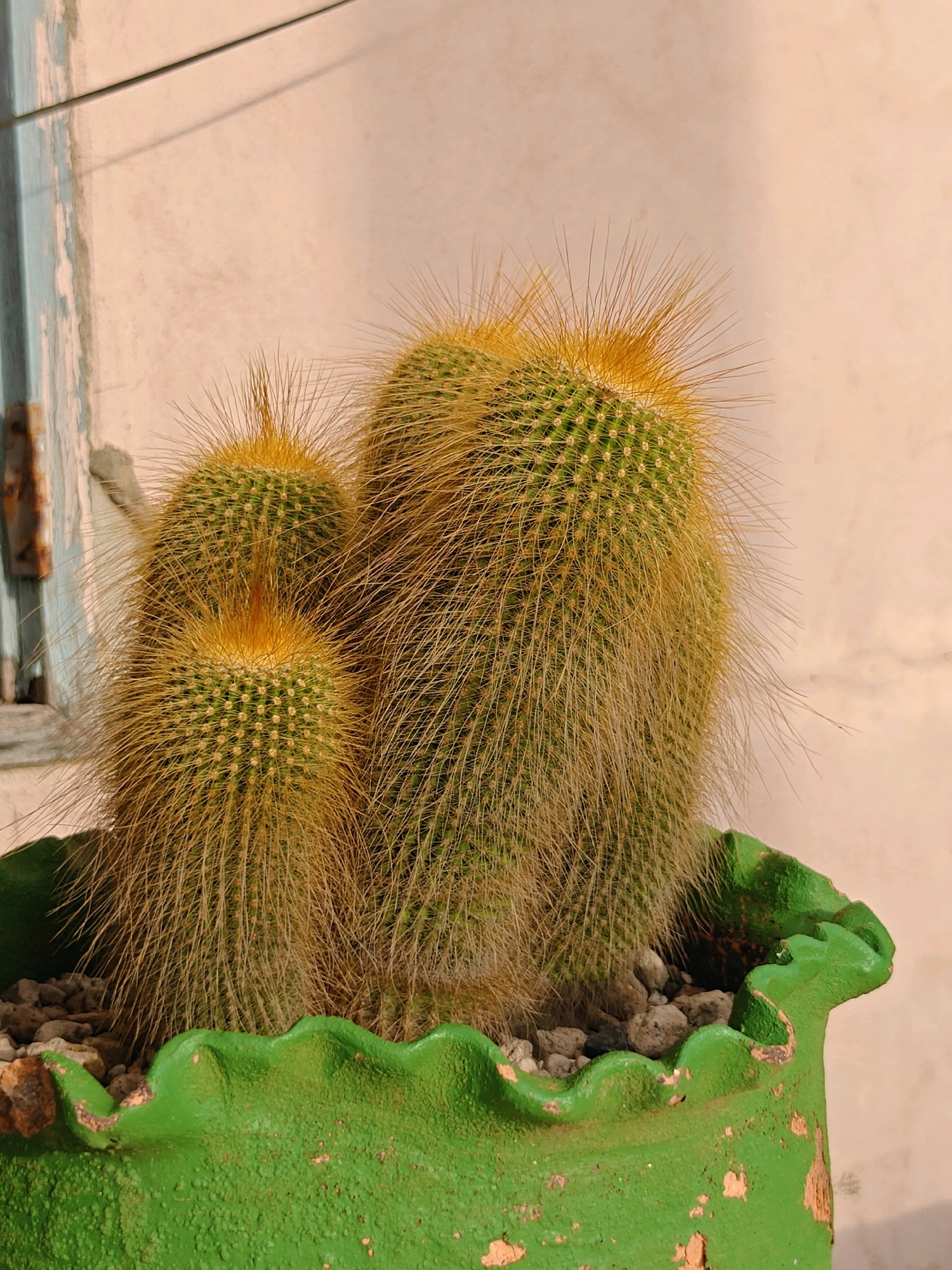 A close-up, medium shot captures a cluster of golden-spined cacti in a green, wavy-edged pot. The cacti are a vibrant green with numerous, dense, thin, golden spines that radiate outwards, giving them a fuzzy appearance. Three main cacti are visible, with a larger, taller one in the center and two smaller ones slightly to the left. The pot is textured and shows signs of chipping, revealing a reddish-brown underlayer. The soil within the pot is covered with small, greyish-brown pebbles. In the background, a light pink, textured wall is visible, with a partial view of a weathered blue and white window frame on the left side. A thin, dark line, possibly a wire or string, runs horizontally across the upper portion of the image. The lighting suggests it is daytime, with shadows casting softly on the wall. The scene appears to be outdoors, possibly in a garden or on a balcony, in Mu Si, Thailand.