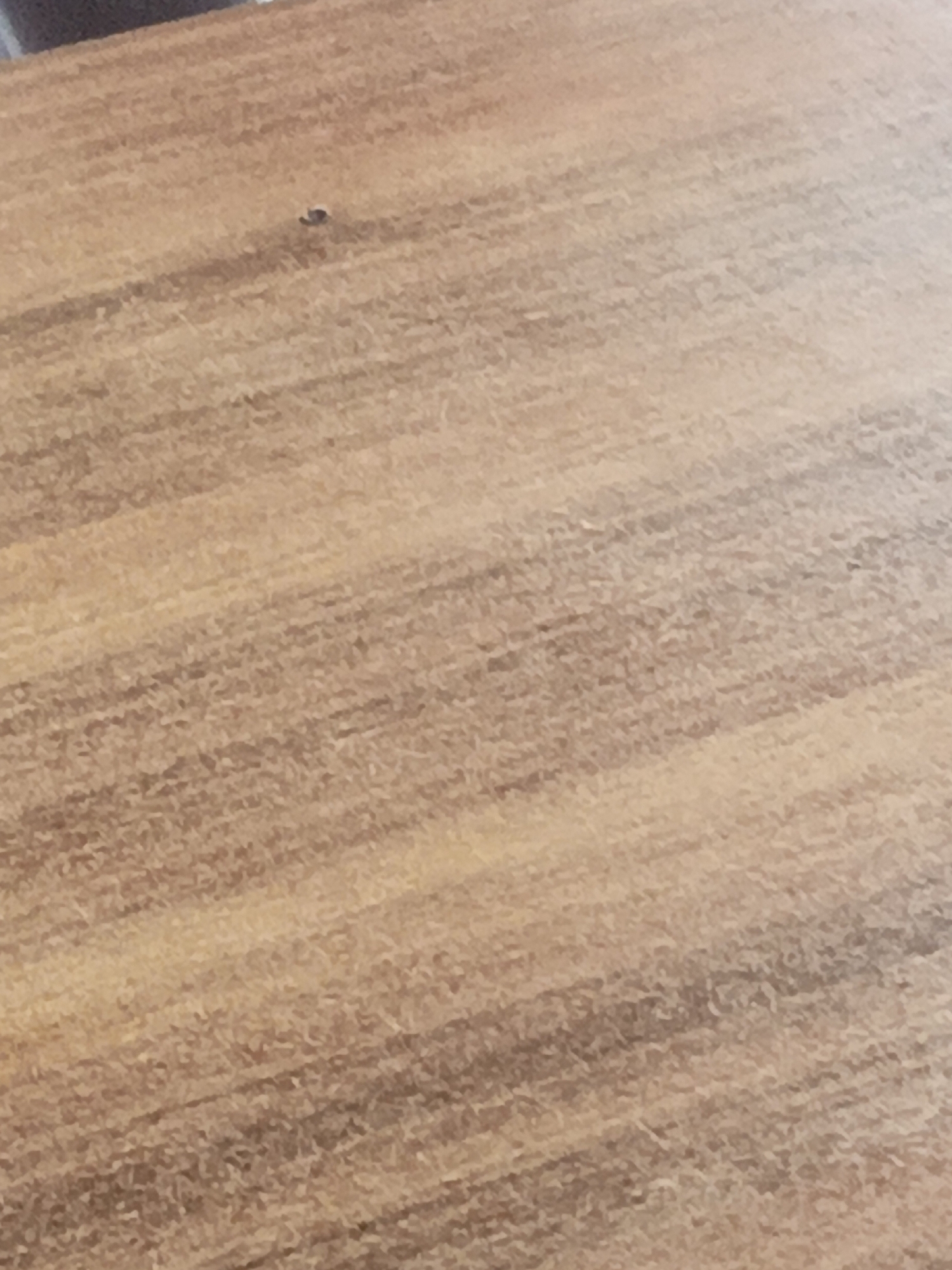 A dark, small object, possibly an insect or a piece of debris, is visible on a wooden surface. The surface has a light brown, wood grain pattern. The image is close-up and slightly out of focus. There is no discernible city, location, or context provided by the image itself.