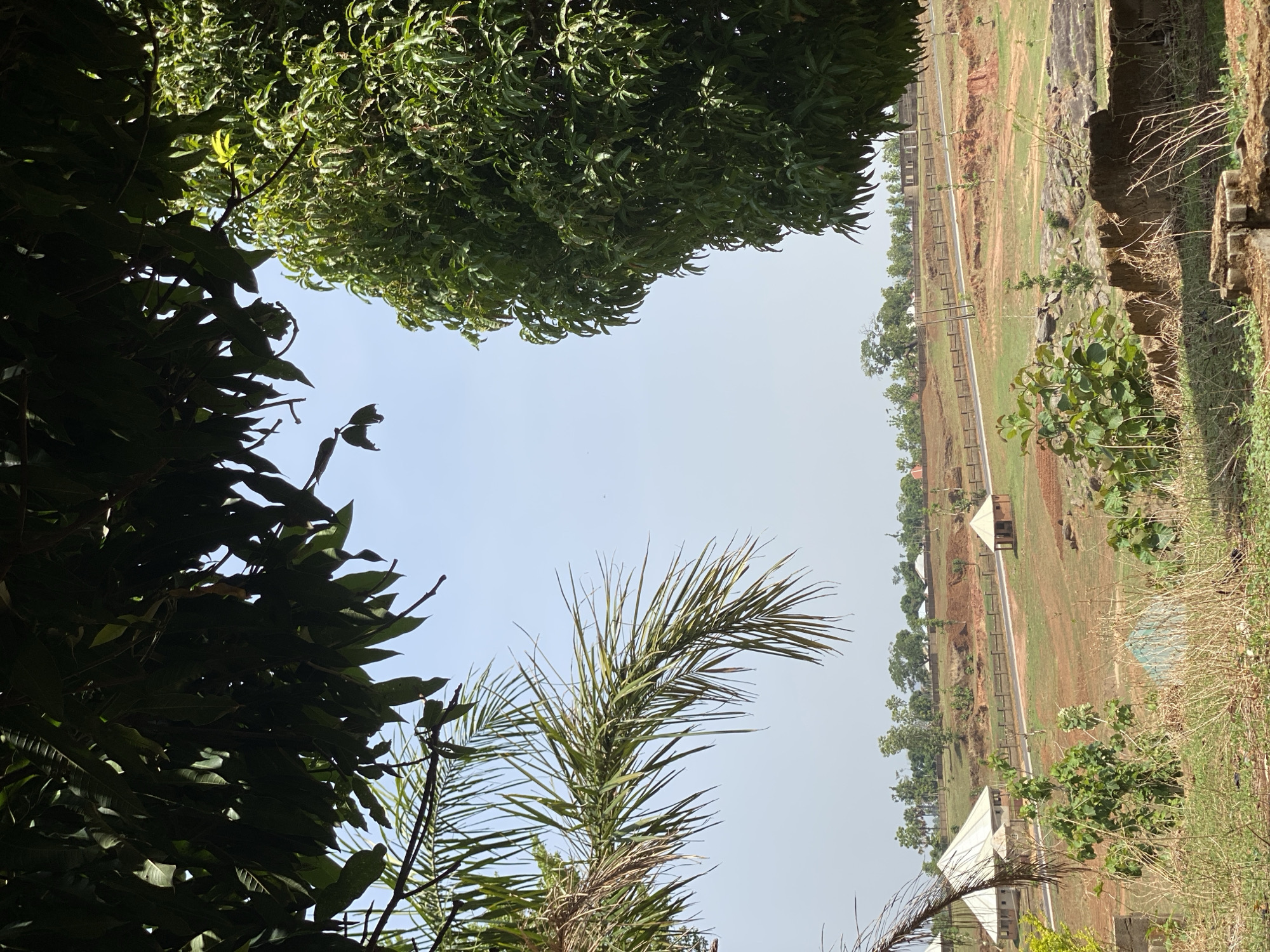 The image captures an outdoor landscape viewed from an elevated position, framed by dense tropical foliage under a clear, bright sky. In the immediate foreground, the dark green leaves and branches of large trees, possibly a mango tree on the left and a palm frond stretching across the bottom, dominate the view, with some areas appearing backlit.
Beyond the foreground vegetation, an expansive open landscape unfolds. The terrain features a mix of reddish-brown soil and patches of green and dry vegetation, indicative of a rural or semi-arid environment. Undulating ground and what appear to be rock formations or small hills are visible, particularly on the right side. A dirt track or road, possibly lined with fencing or posts, traverses horizontally across the middle distance of the scene.
Scattered across the distant landscape are several structures. These include multiple white, tent-like or light-colored rectangular buildings, suggesting temporary shelters, small dwellings, or agricultural structures. A small, dark, shed-like building is also visible further in the distance. The scene is devoid of people.
The time of day is clearly daytime, with strong sunlight and a cloudless sky, implying good weather conditions. The bright illumination and distinct shadows on the foreground leaves suggest mid-morning to early afternoon. There is no visible text in the image. This scene is located in Maigizo, Nigeria.