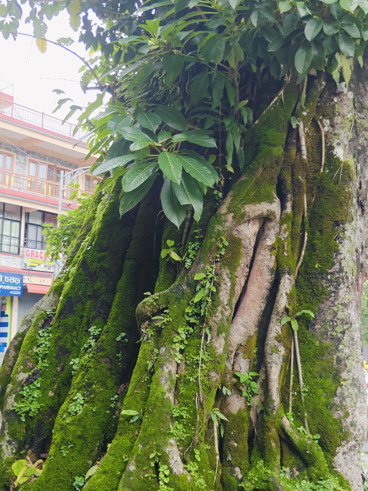 The image captures a close-up view of the base of a large, ancient tree with thick, gnarled roots covered in vibrant green moss. The roots are entwined, creating a complex, textured surface. Small green plants and vines grow amongst the moss and on the exposed bark. In the background, a multi-story building with balconies and windows is visible. Signs are attached to the building, one of which reads "GRACE & Beauty Parlour." The setting appears to be a street scene in Pokhara, Nepal, indicated by the architectural style and signage. The overall impression is one of nature's resilience and the passage of time, with the moss-covered tree forming a striking contrast to the urban environment behind it.