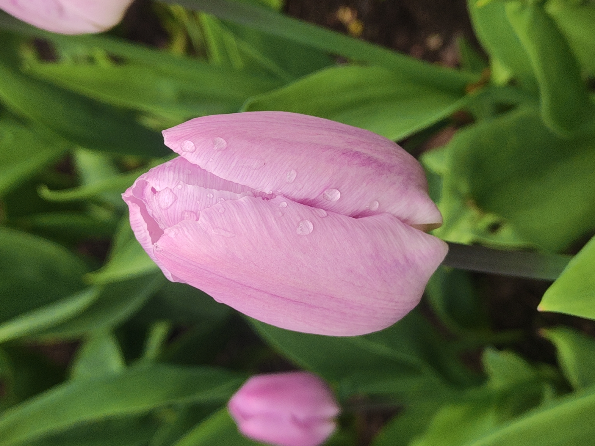 A close-up shot captures a pink tulip bud, adorned with several water droplets on its petals. It is positioned prominently in the center of the frame. Surrounding the bud is a background of green leaves, providing a natural and vibrant contrast. Below the central bud, a smaller, partially visible pink tulip bud is present. The image hints at a garden setting, possibly within the city of Saint Petersburg, Russia, given the common presence of tulips in urban landscapes during spring and early summer. The composition suggests a moment of serenity captured in nature.