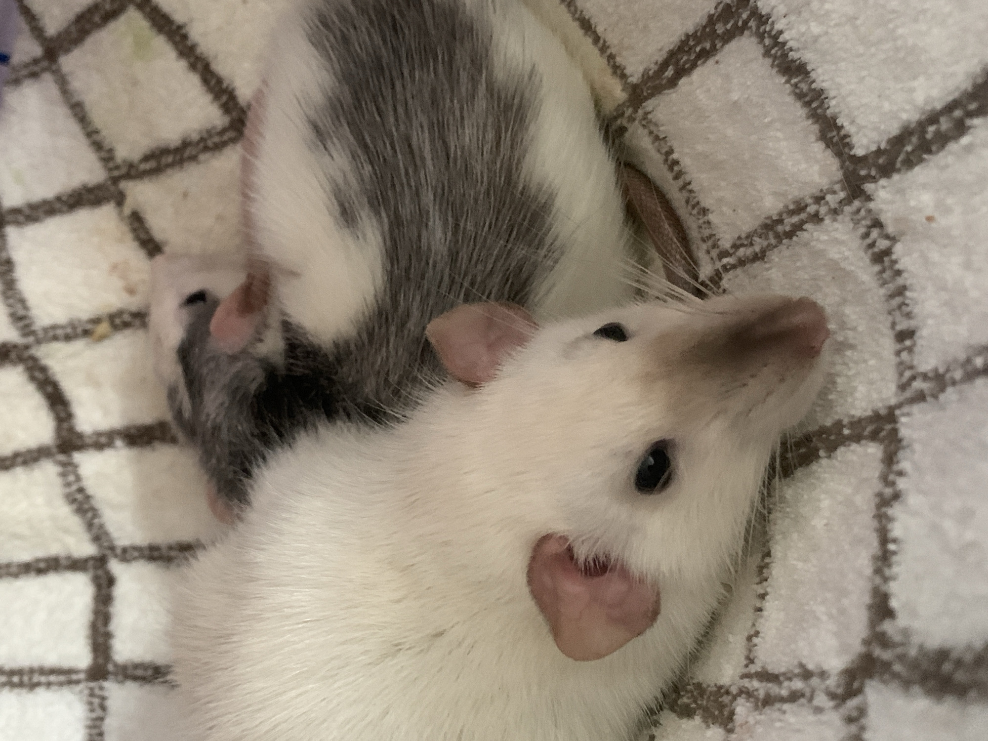 Two pet rats are resting on a checkered blanket. The rat in the foreground is predominantly white with pink ears and a black eye. The rat in the background is white and grey. The blanket has a white base with brown or grey checkered lines. No location is discernible from the image.