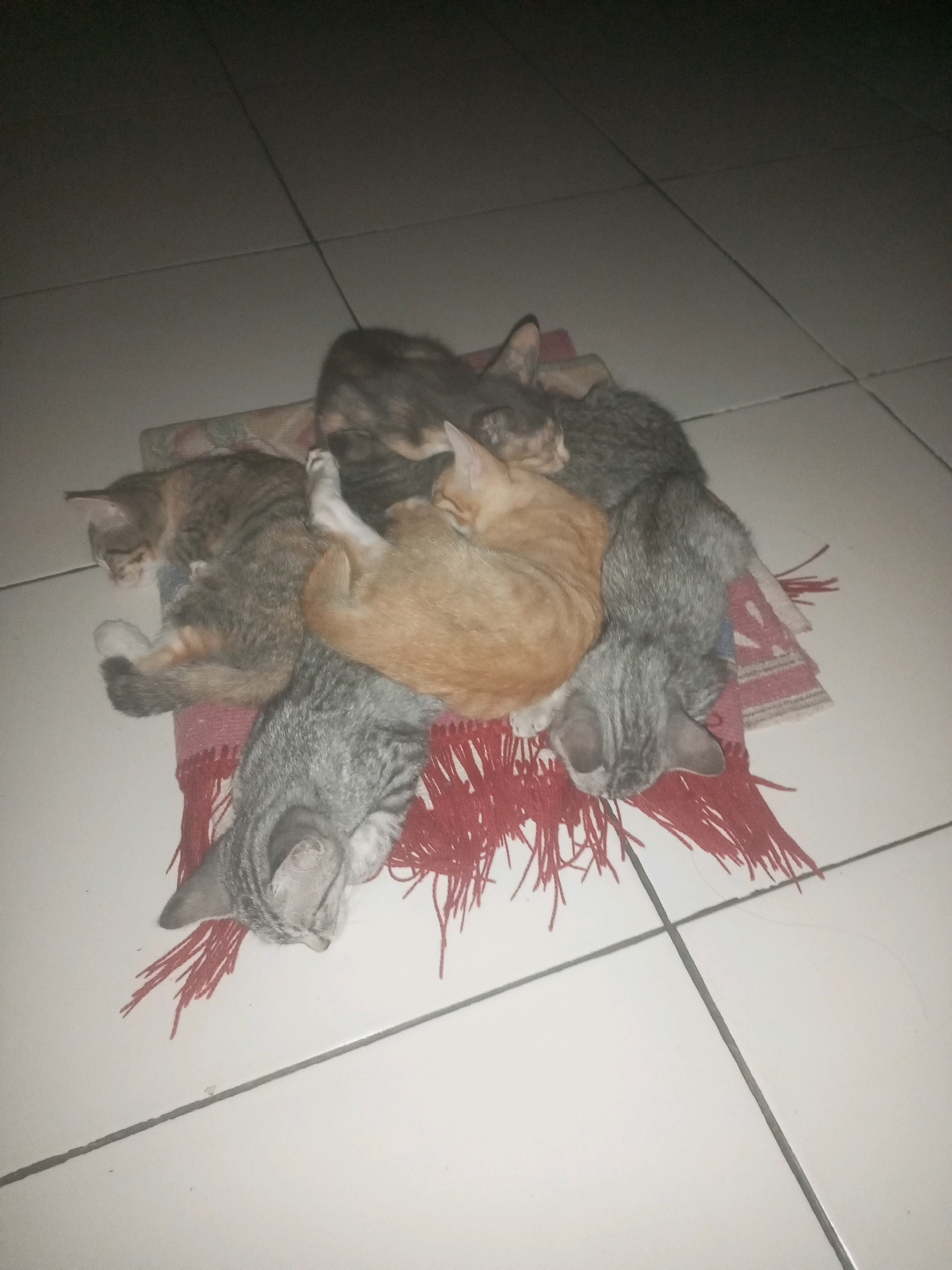 A pile of five young cats are sleeping on a small, red fringed rug placed on a tiled floor. The cats are of various tabby patterns. The floor appears to be white tile with dark grout lines, suggesting an indoor environment. The lighting is dim, indicating it may be nighttime or a poorly lit room. The scene is static, with all subjects at rest. There is no indication of human presence or activity. The location is a residential dwelling in Kurungannyawa, Indonesia.