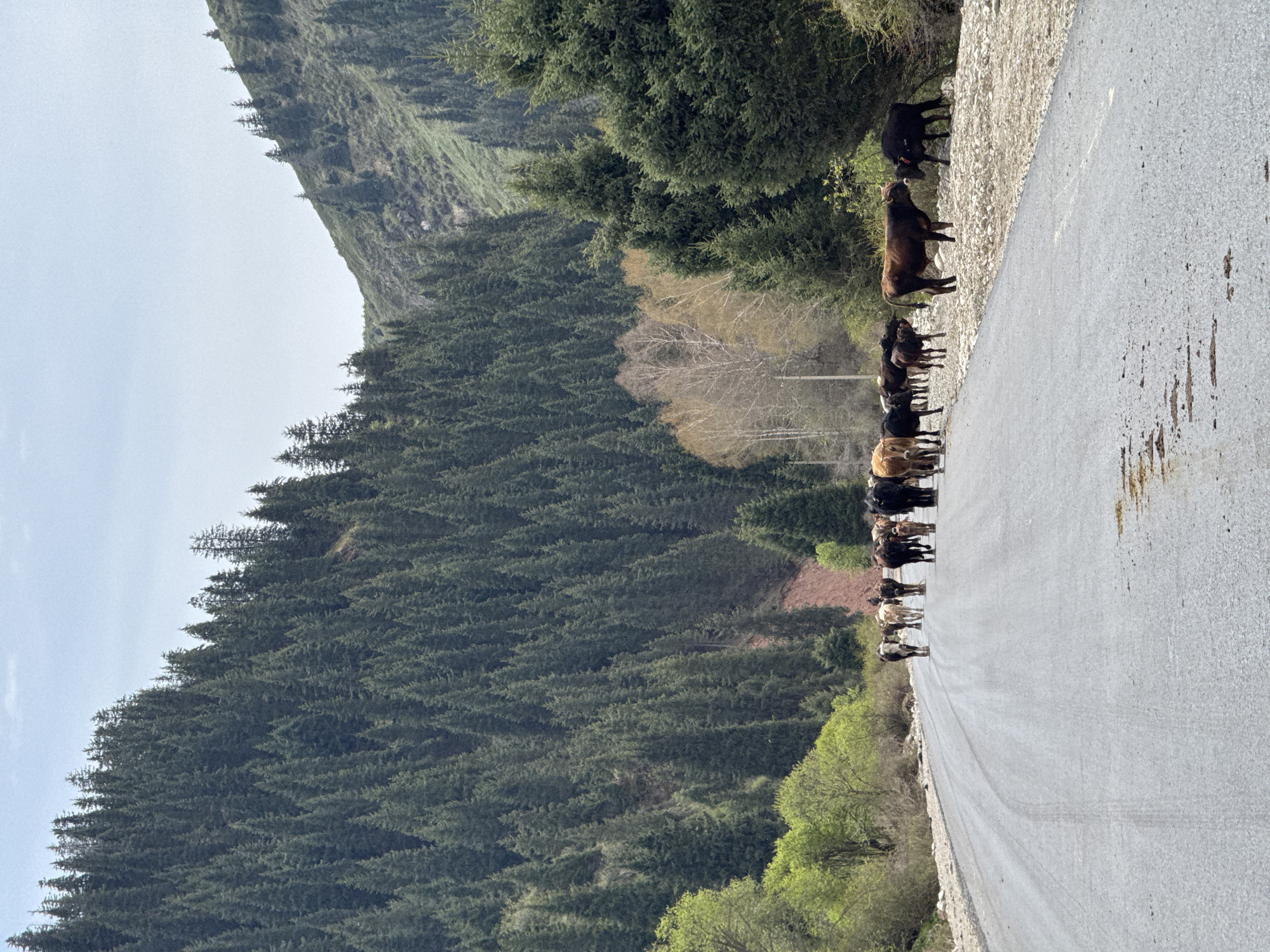 A herd of cattle occupies the side of a paved road, stretching into the distance, set against a backdrop of a vast, forested mountainous landscape. Approximately two dozen cattle, varying in shades of black, brown, and tan, are visible. They appear to be walking or standing on the gravel shoulder and partially on the asphalt of the road.
To the left of the road, towering mountainsides are densely covered with dark green coniferous trees, creating a rugged and natural environment. Closer to the road on the left, some lighter green deciduous trees indicate spring or early summer foliage. The sky above is bright and clear, suggesting a sunny day, likely late morning or early afternoon. The paved road itself shows some dark stains or marks on its surface.
The overall scene depicts a rural, tranquil setting in a mountainous region, consistent with the provided location context of Semenovka, Kyrgyzstan. There is no visible text or explicit emotional content.