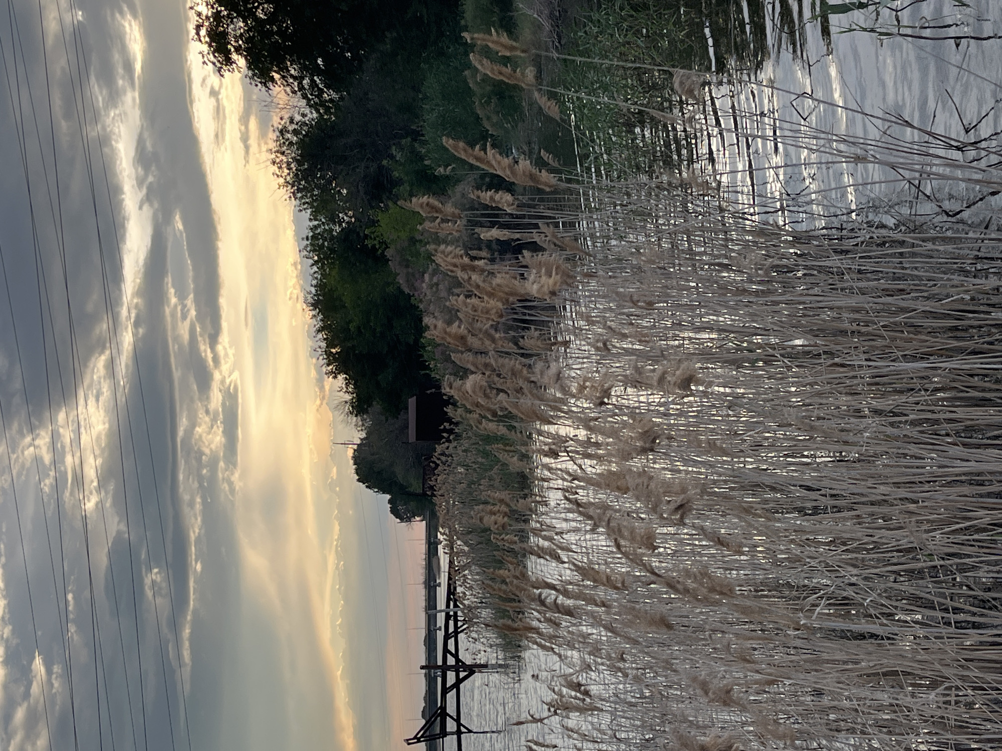 The image depicts a serene waterscape at dusk, likely on the Volga River near Krasnyye Barrikady, Russia. In the foreground, tall, dried reeds sway gently in the water, their slender stalks creating a textured curtain. The water surface is calm, reflecting the muted colors of the sky. In the middle ground, a wooden pier extends into the water, with a small, dark structure possibly a shed or boathouse situated on the bank. Beyond the pier, a distant bridge spans the river, its structure faintly visible against the twilight sky. The background is filled with a dense line of trees, their foliage dark against the soft hues of the setting sun. The sky itself is a canvas of dramatic clouds, tinged with shades of orange, yellow, and gray, suggesting the last moments of daylight. Power lines stretch across the upper portion of the frame, a subtle reminder of human presence in this otherwise natural setting. There are no people visible in the image.