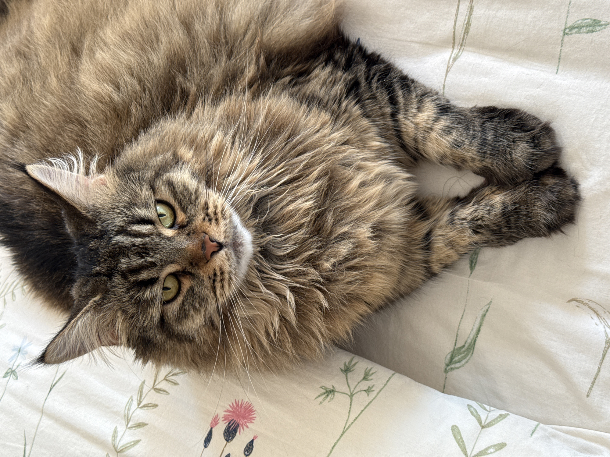 A brown tabby cat with green eyes is lying on its back on a white patterned duvet cover. The cat's paws are curled near its chest. The duvet cover has a print of various plants and flowers in muted tones.