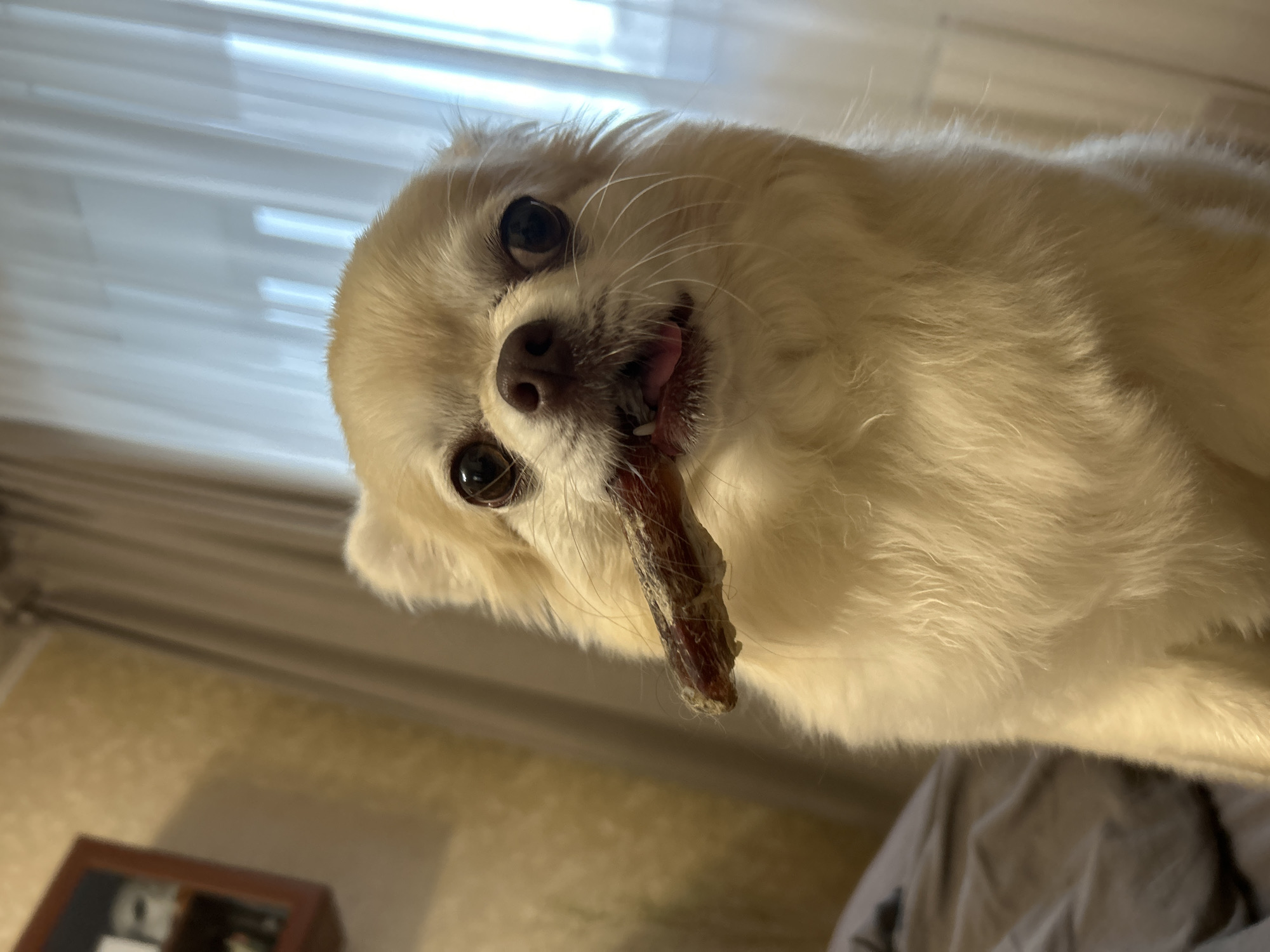 A small, light-colored dog, possibly a Chihuahua mix, is pictured indoors, holding a dried treat horizontally in its mouth. The dog's head is close to the camera, with its tongue slightly visible. The background shows a slightly out-of-focus wall with a textured wallpaper pattern and a sheer curtain covering a window. A dark piece of furniture, possibly a shelf or cabinet, is visible on the far left. The dog appears to be sitting on a bed with a gray duvet. The scene is lit by soft, natural light coming from the window. The location is not specified as Moskovskiy, Russia.