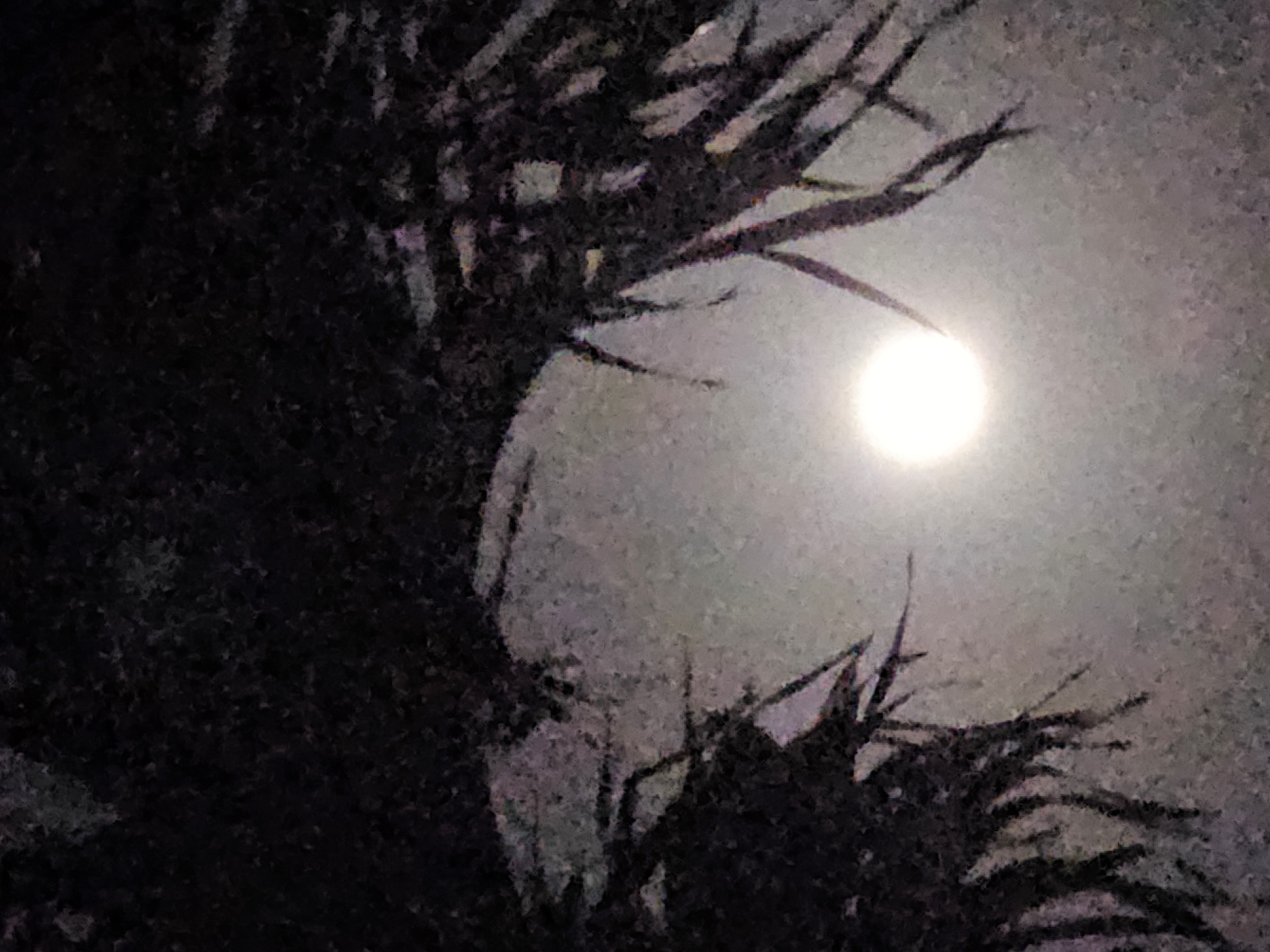 The image captures a nighttime scene with a bright, full moon prominently featured in the upper right quadrant of the frame. The moon is a luminous orb against a hazy, pale sky. In the foreground and to the left, dark, silhouetted foliage, likely palm fronds or similar tropical leaves, creates a dramatic contrast. These leaves are sharp and pointed, arching over the moon and framing the scene. The overall impression is one of a serene and slightly mysterious night, possibly taken in a tropical location given the foliage. The image quality is grainy, suggesting it was taken with a phone camera in low light conditions. There is no visible text, people, or specific objects other than the natural elements. The time of day is clearly night, and the presence of the moon indicates a clear or partly cloudy sky. The location context of Denpasar, Indonesia, suggests a warm climate and likely the presence of tropical vegetation.