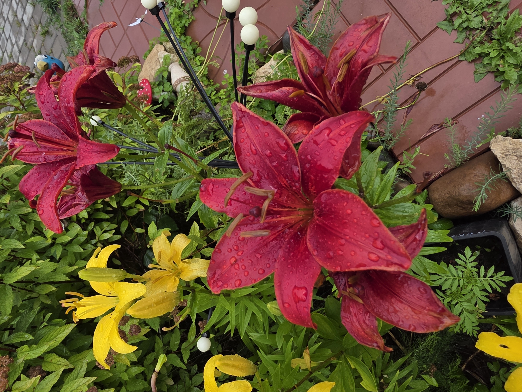 A close-up, slightly high-angle shot depicts several red and yellow lilies in bloom after a rainfall, as evidenced by water droplets on their petals. The lilies are positioned in a garden setting, with lush green foliage forming a dense background. To the right, a reddish-brown tiled pathway is visible, interspersed with patches of green grass and some decorative garden elements, including a small blue figurine with wings, a red and white spotted mushroom-shaped ornament, and a few white spherical objects on black stems. The lighting suggests it is daytime, possibly overcast. The image does not provide any specific information about the city of Проводник, Russia.