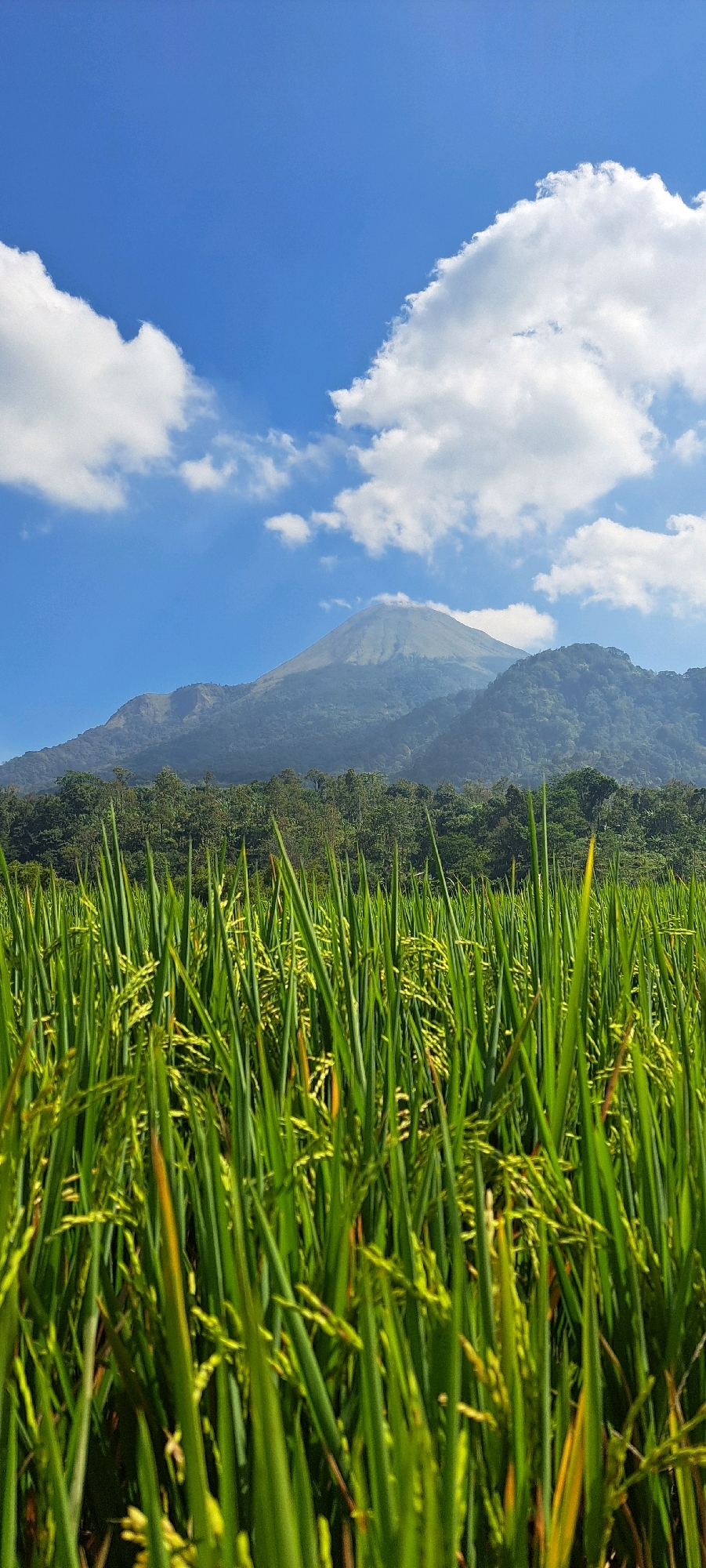 In the city of Belik, Indonesia, a vertical, full-frame photograph captures a serene landscape under a bright blue sky dotted with fluffy white clouds. In the foreground, lush green rice stalks fill the lower half of the image, their leaves reaching upwards, some beginning to show developing rice grains. Beyond the rice field, a dense line of verdant trees forms a natural barrier, their foliage a deep green. Looming in the background is a majestic mountain, its peak shrouded in a light haze. The mountain's slopes are also covered in a thick carpet of trees, suggesting a natural, untamed environment. The overall scene evokes a sense of tranquility and natural beauty, typical of rural Indonesian scenery.