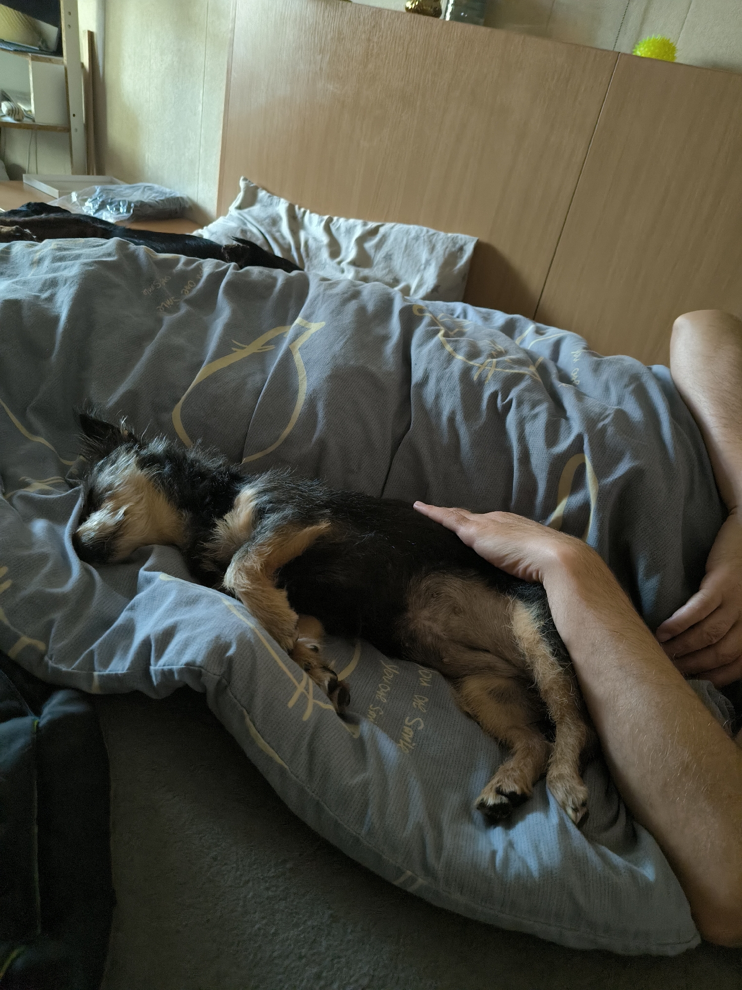 A small, black and tan dog is sleeping on a bed covered with a blue duvet. A person's arm is resting on the dog. The scene appears to be an indoor bedroom. The time of day is likely daytime, judging by the light. The location is described as Mykolaiv, Ukraine.